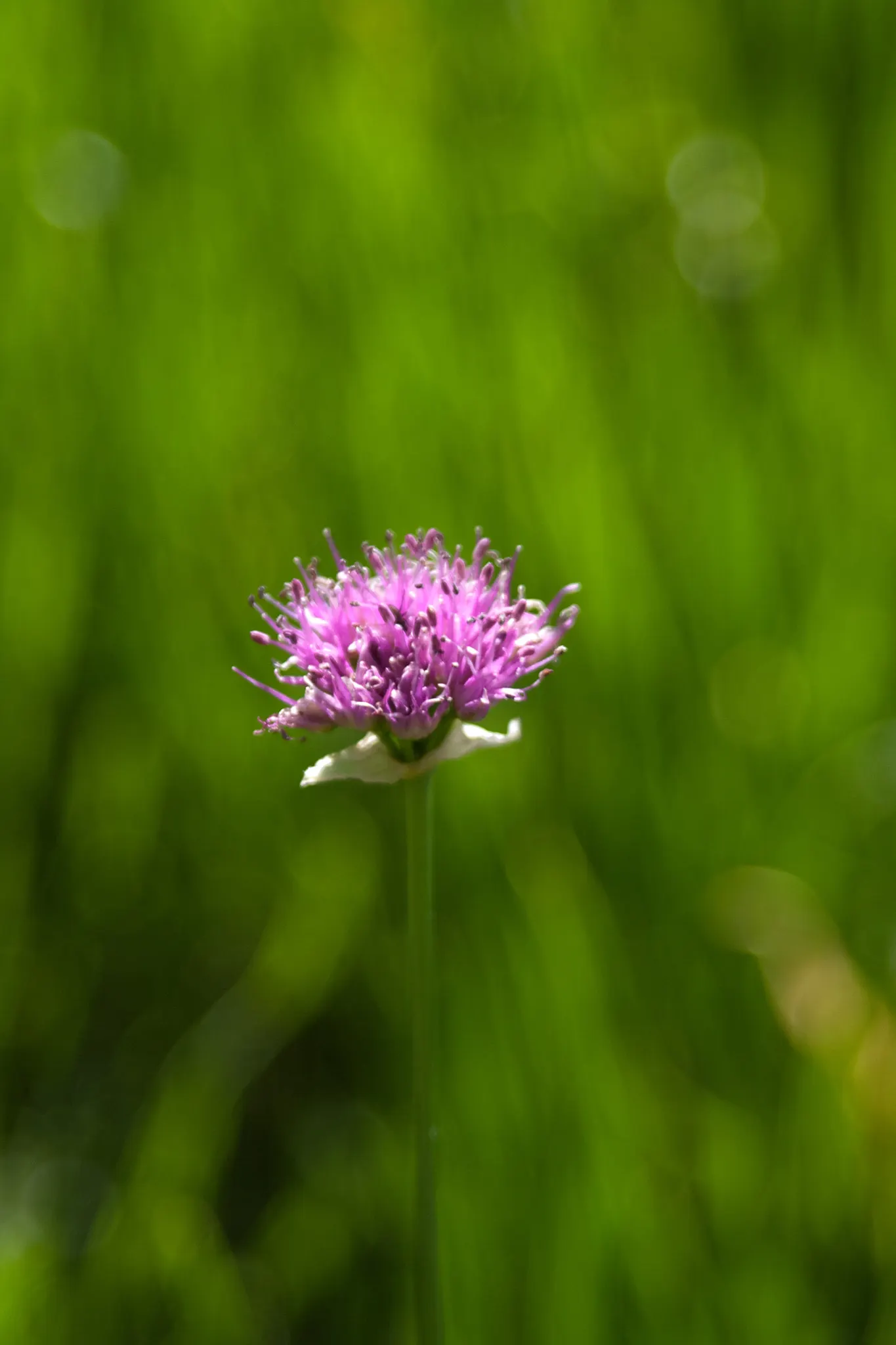 Wild Pink (Silene Carolina) — Wild Pink asks for minimal care once established; blooming in the late spring to early summer timeframe.<br><br>A, image 103