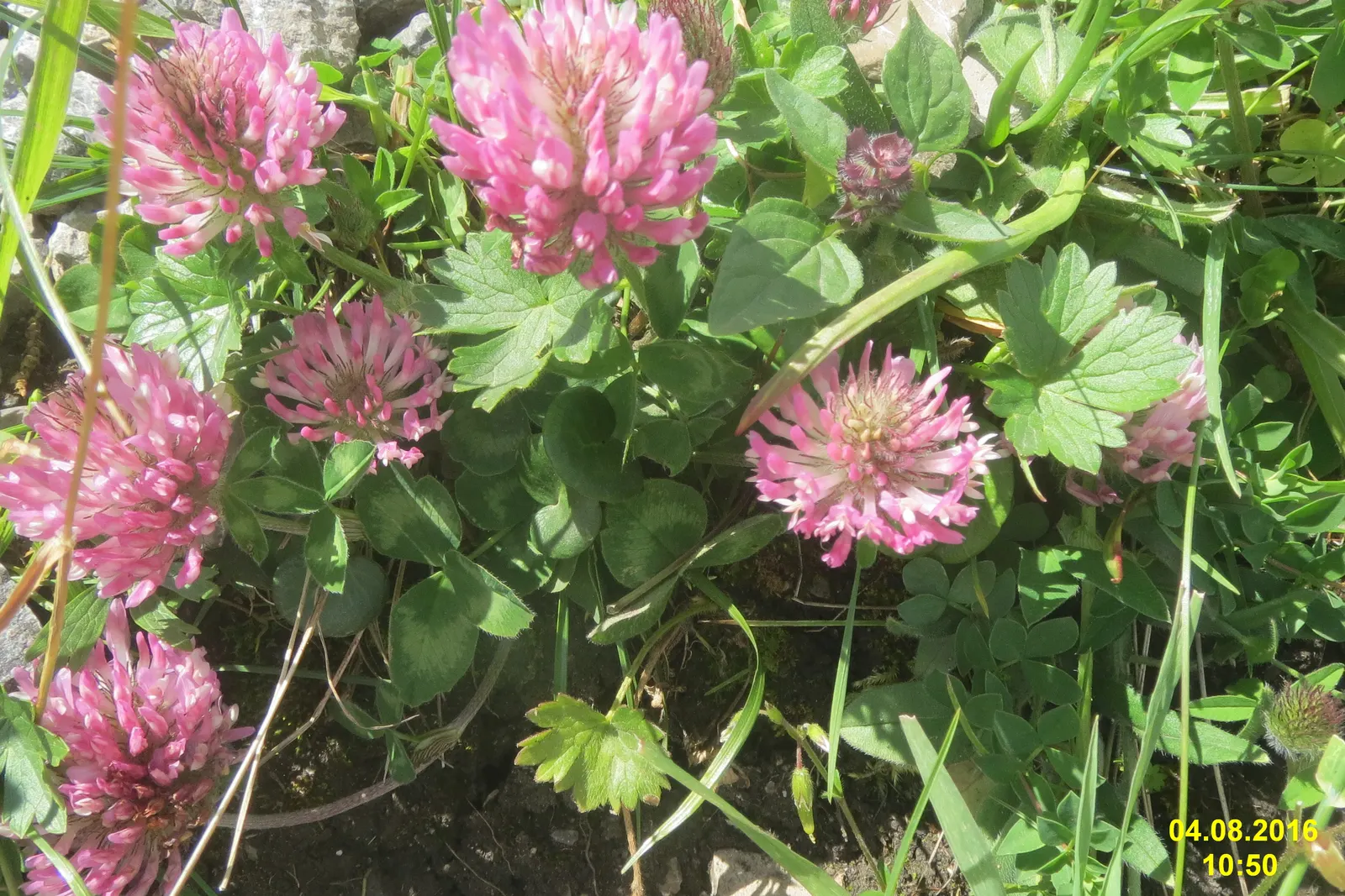 Wild Pink (Silene Carolina) — Wild Pink, botanically known as Silene carolina, is a charming perennial native to the eastern United States
