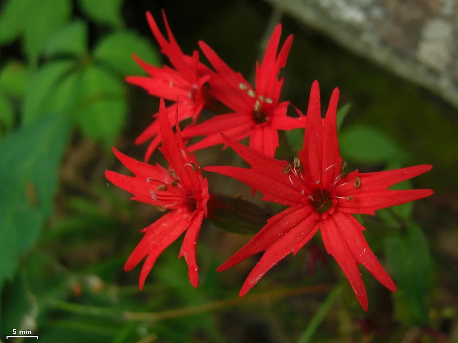 Wild Pink (Silene Carolina) — this plant reaches a manageable height of 10-12 inches with a spread of up to 18 inches; making it both a practical, image 113