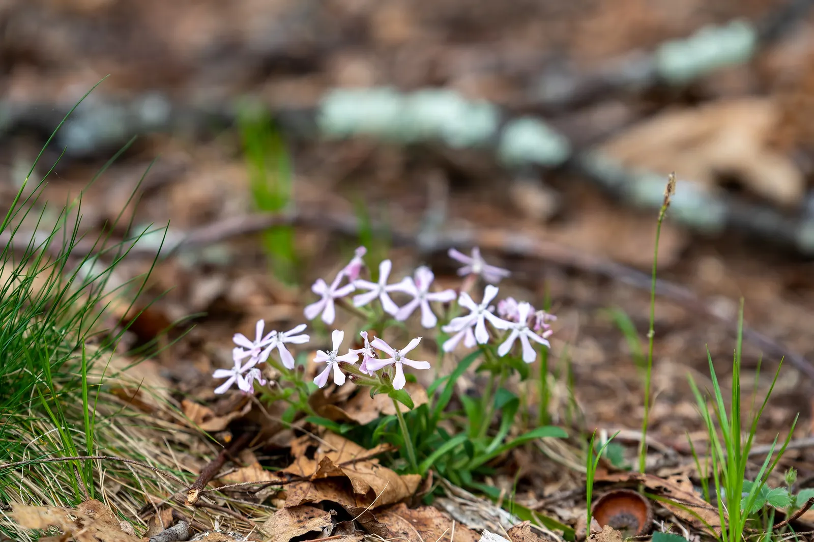 Wild Pink (Silene Carolina) — and it requires well-draining soil with a preference for drier