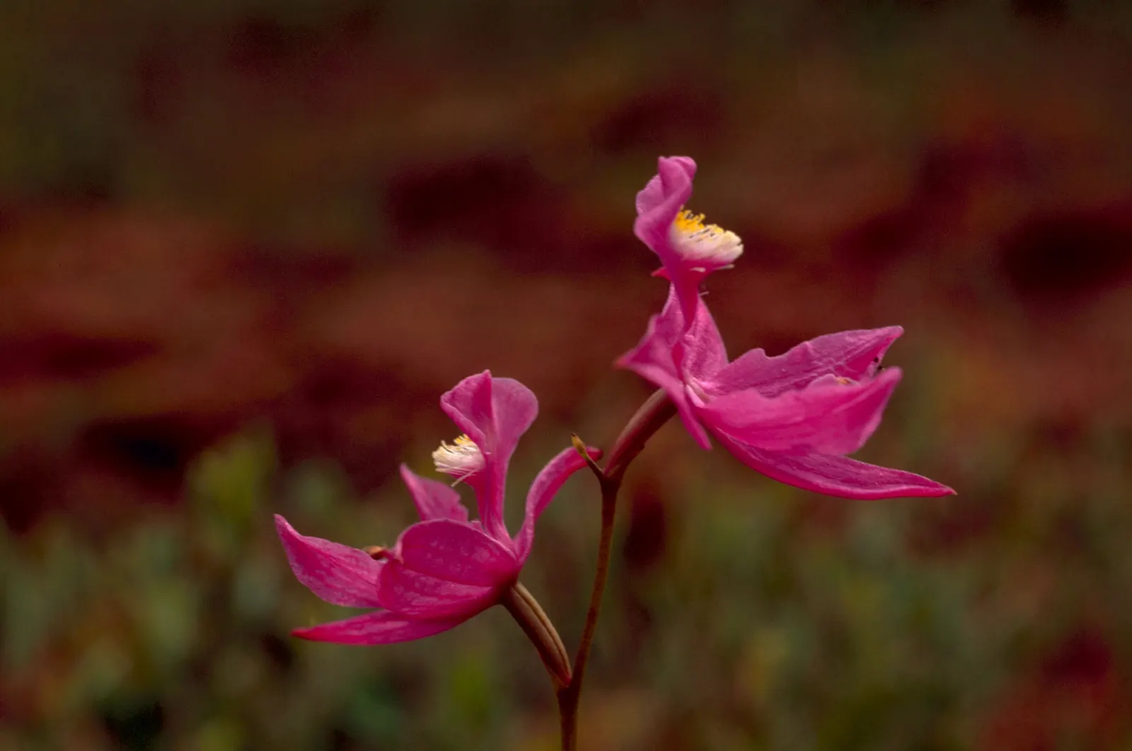 Wild Pink (Silene Carolina) — pink flowers in the garden; notched petals attract butterflies and are drought-resistant, image 86