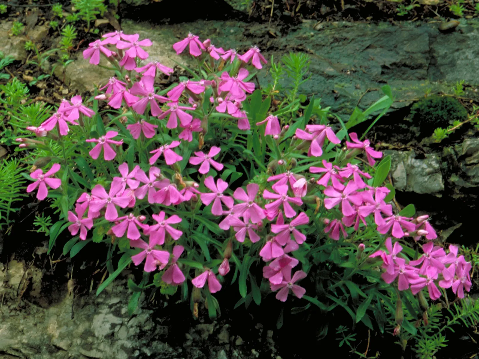 Wild Pink (Silene Carolina) — perennial for full or half; consider its growth habit and flowering season, image 88