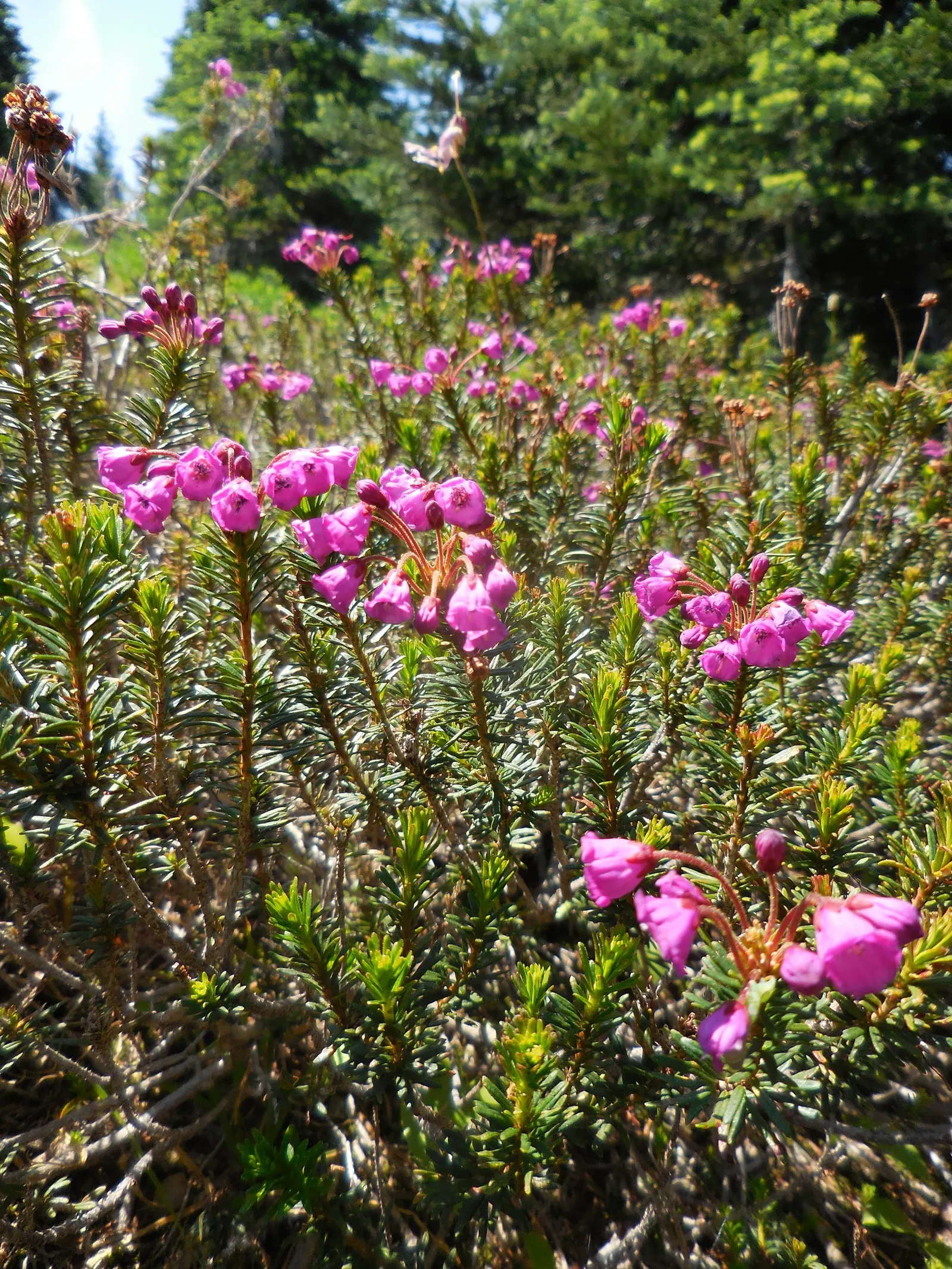 Wild Pink (Silene Carolina) — making it both a practical and ecological choice.<br><br>When incorporating Wild Pink into a landscape design; these, image 106