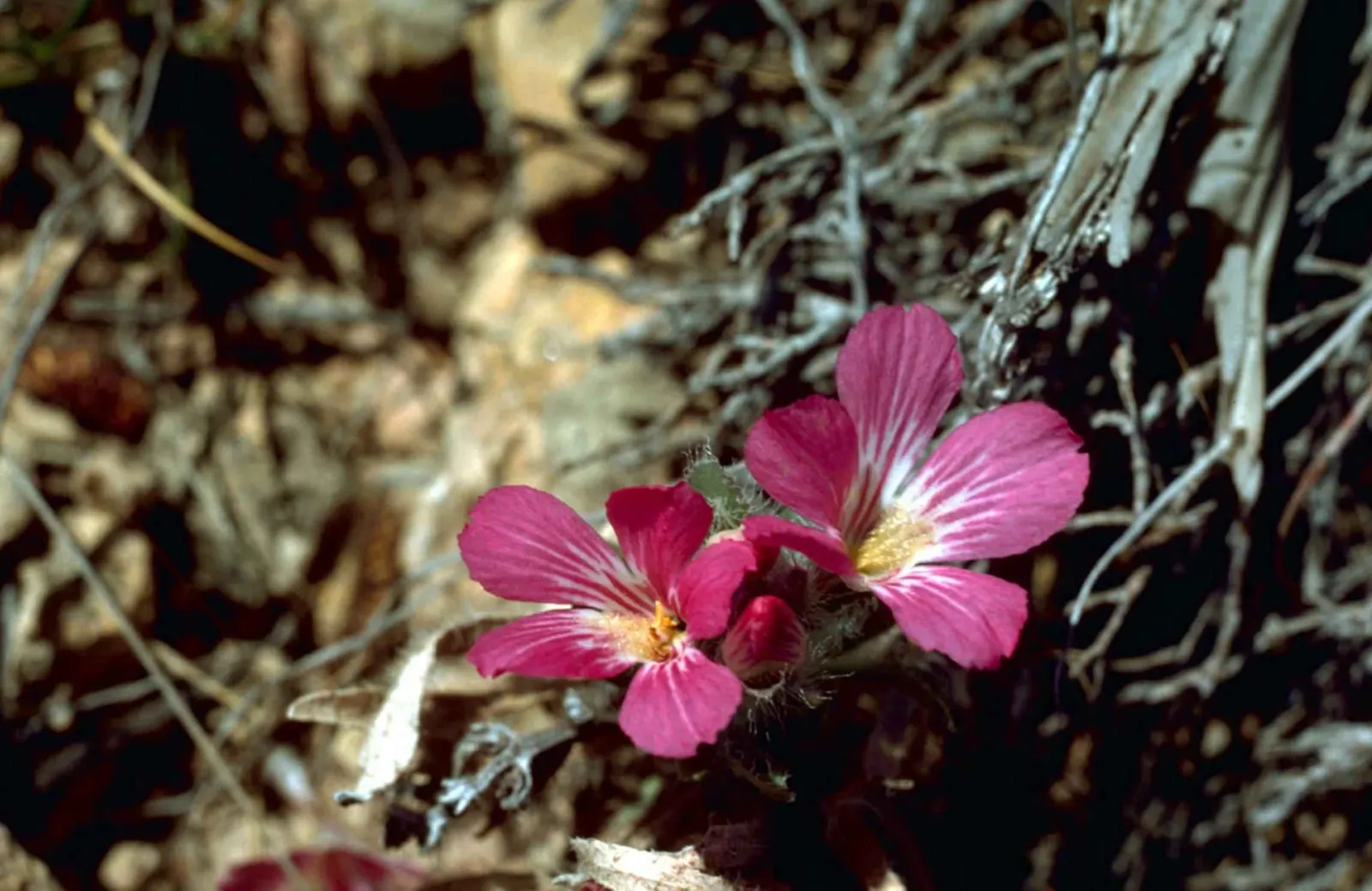 Wild Pink (Silene Carolina) — Perfect for rock gardens or borders, it prefers well-drained soil and full to partial sun; this plant reaches a, image 70