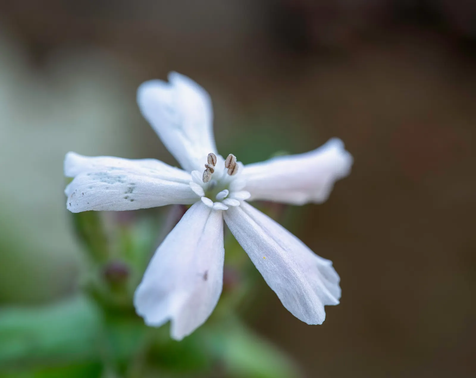 Wild Pink (Silene Carolina) — and it requires well-draining soil with a preference for drier; it prefers full sun but tolerates partial shade, image 53