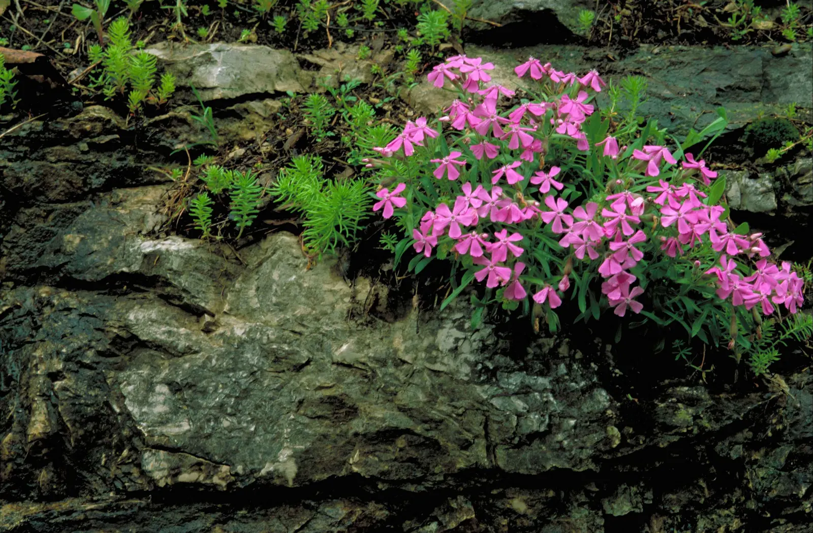 Wild Pink (Silene Carolina) — It prefers full sun but tolerates partial shade, where its flowering may be less profuse; perennial with pink blooms, image 60