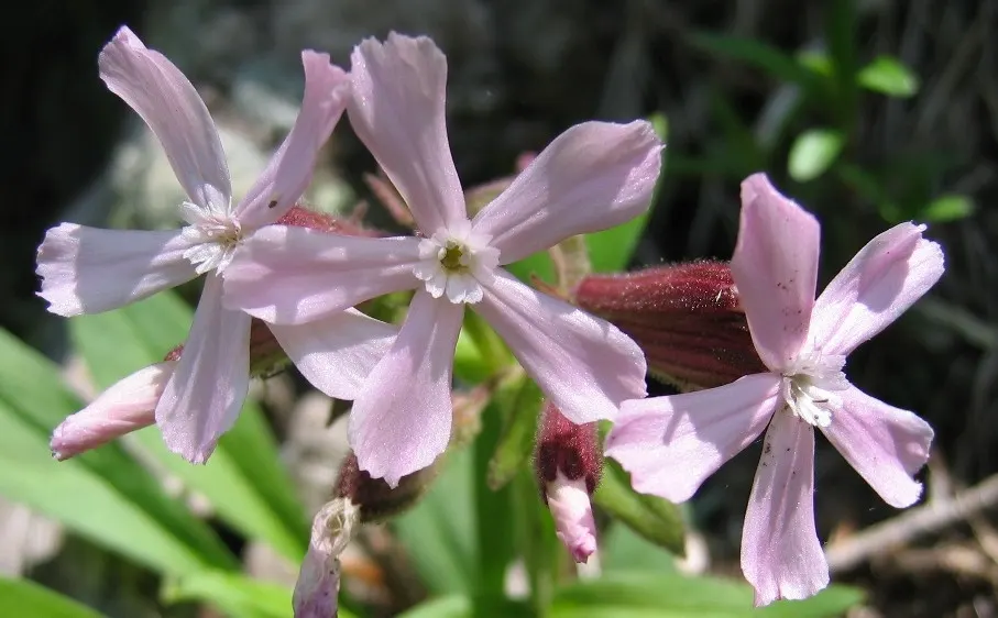 Wild Pink (Silene Carolina) — making it both a practical and ecological choice.<br><br>When incorporating Wild Pink into a landscape design; these five-petaled