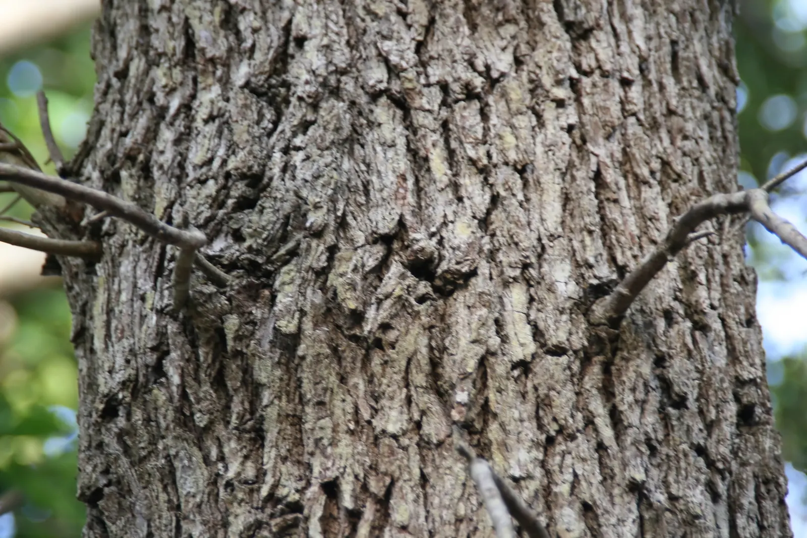 Laurel Oak (Quercus Hemisphaerica) — is a majestic and resilient evergreen tree