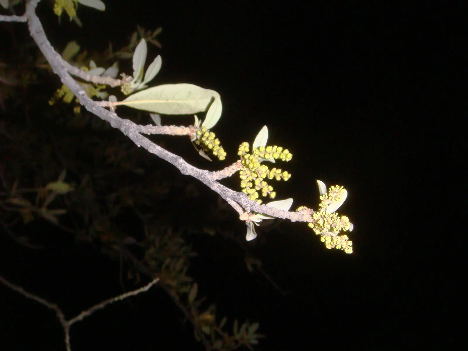 Laurel Oak (Quercus Hemisphaerica) — *Quercus virginiana* (sometimes mistakenly referred to as *Quercus hemisphaerica*); though it prefers well-drained