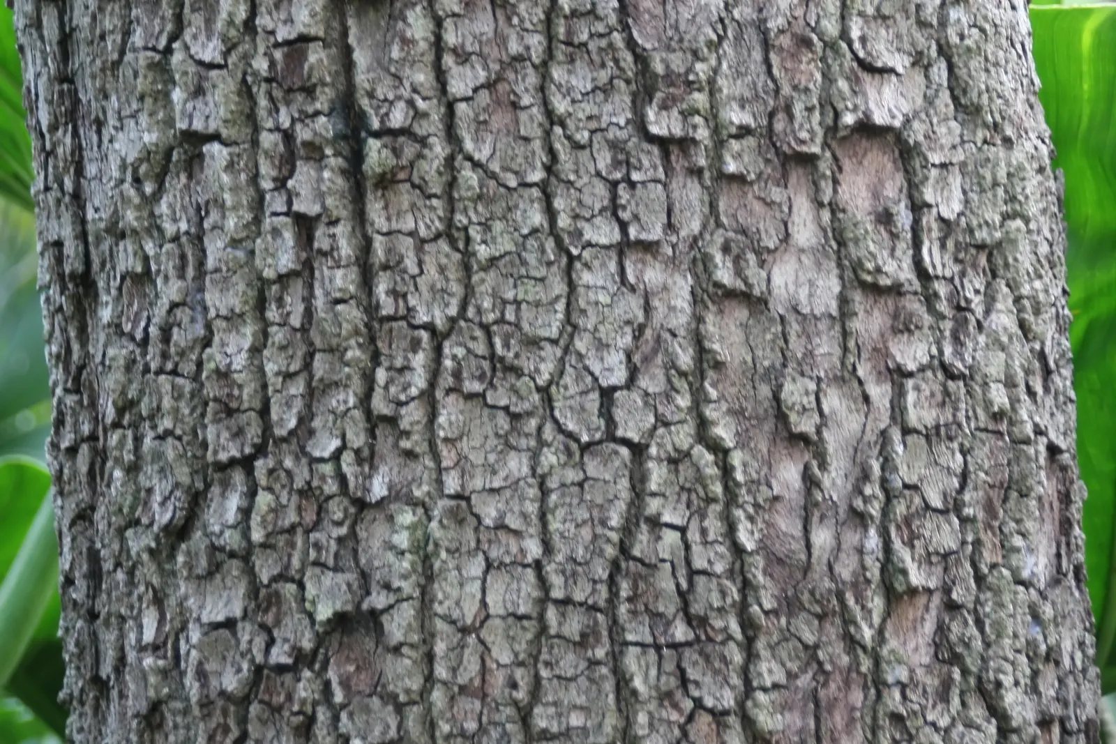 Laurel Oak (Quercus Hemisphaerica) — The Southern Live Oak (Quercus hemisphaerica) is a majestic