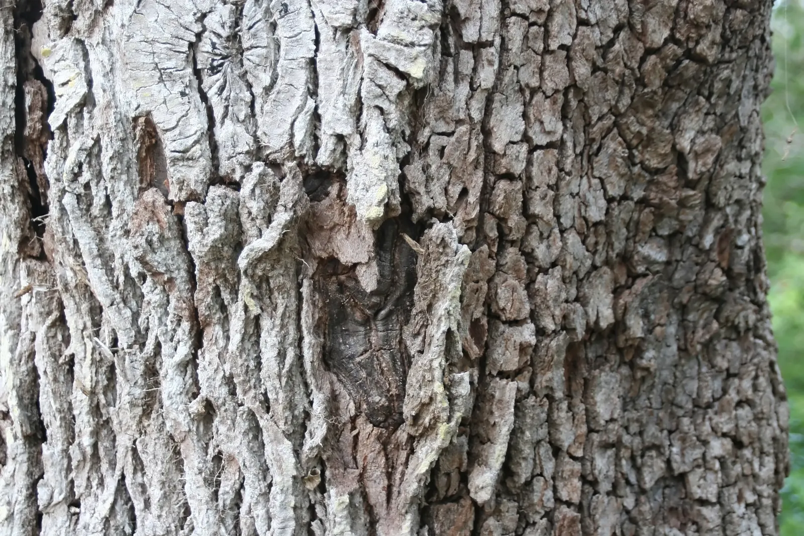 Laurel Oak (Quercus Hemisphaerica) — though it prefers well-drained