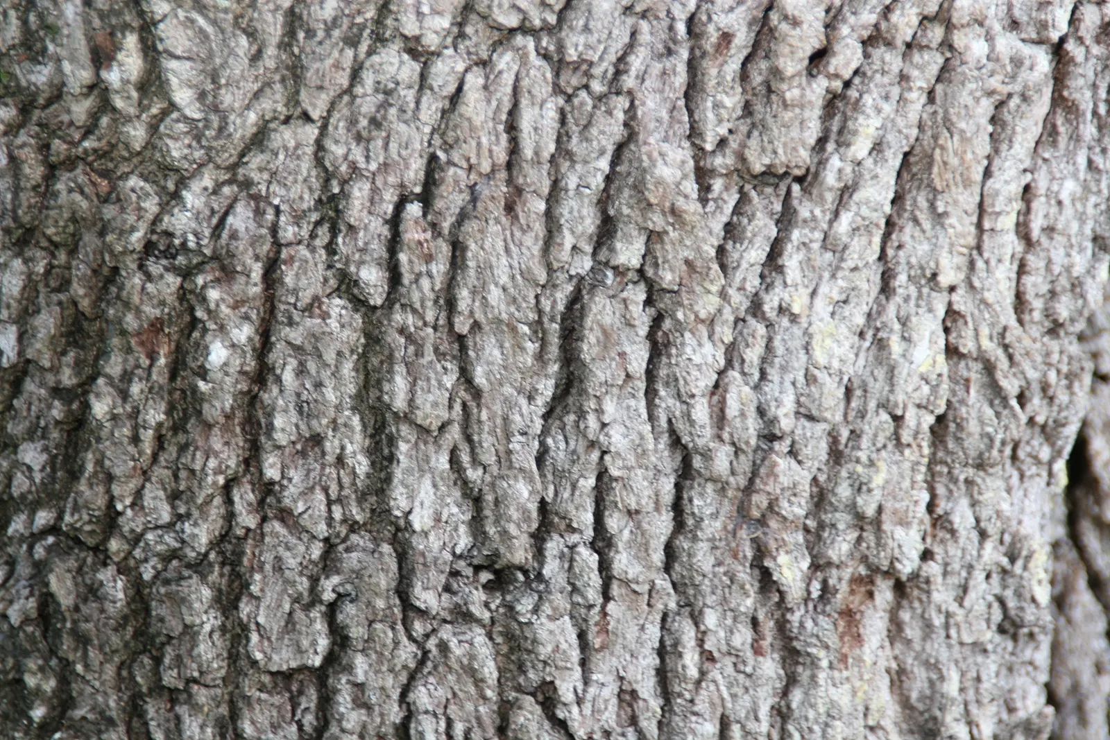 Laurel Oak (Quercus Hemisphaerica) — acidic loam with regular moisture