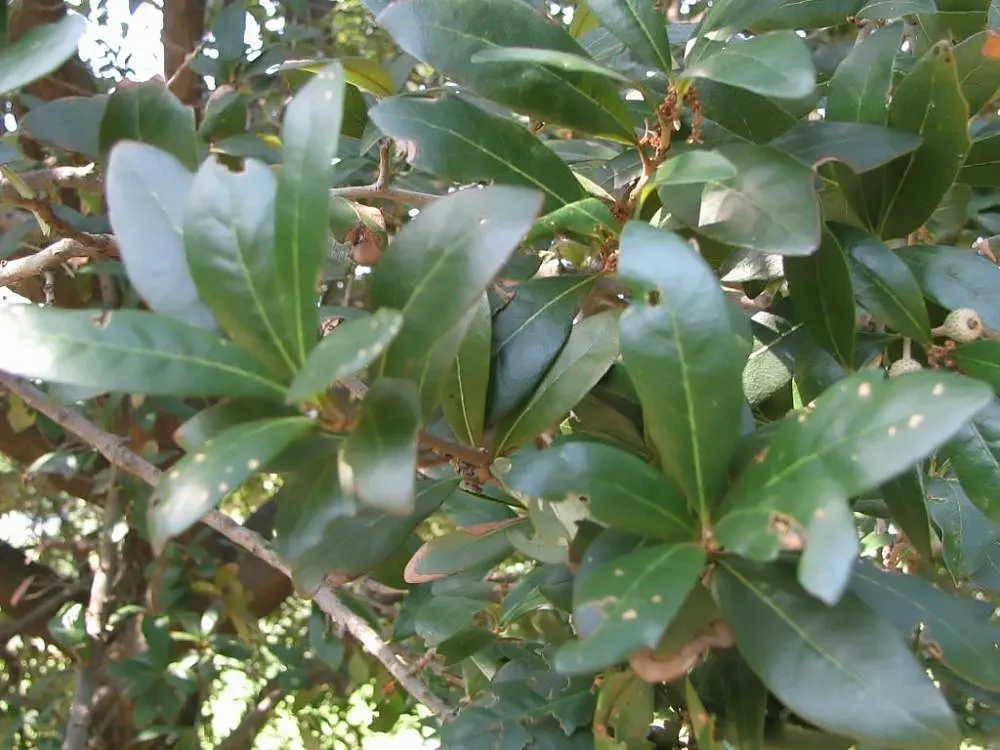 Laurel Oak (Quercus Hemisphaerica) — it thrives in USDA zones 7b-10b and tolerates various soil types
