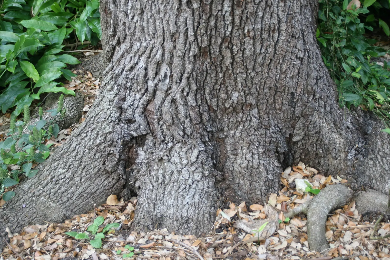 Laurel Oak (Quercus Hemisphaerica) — Its acorns are a valuable wildlife food source