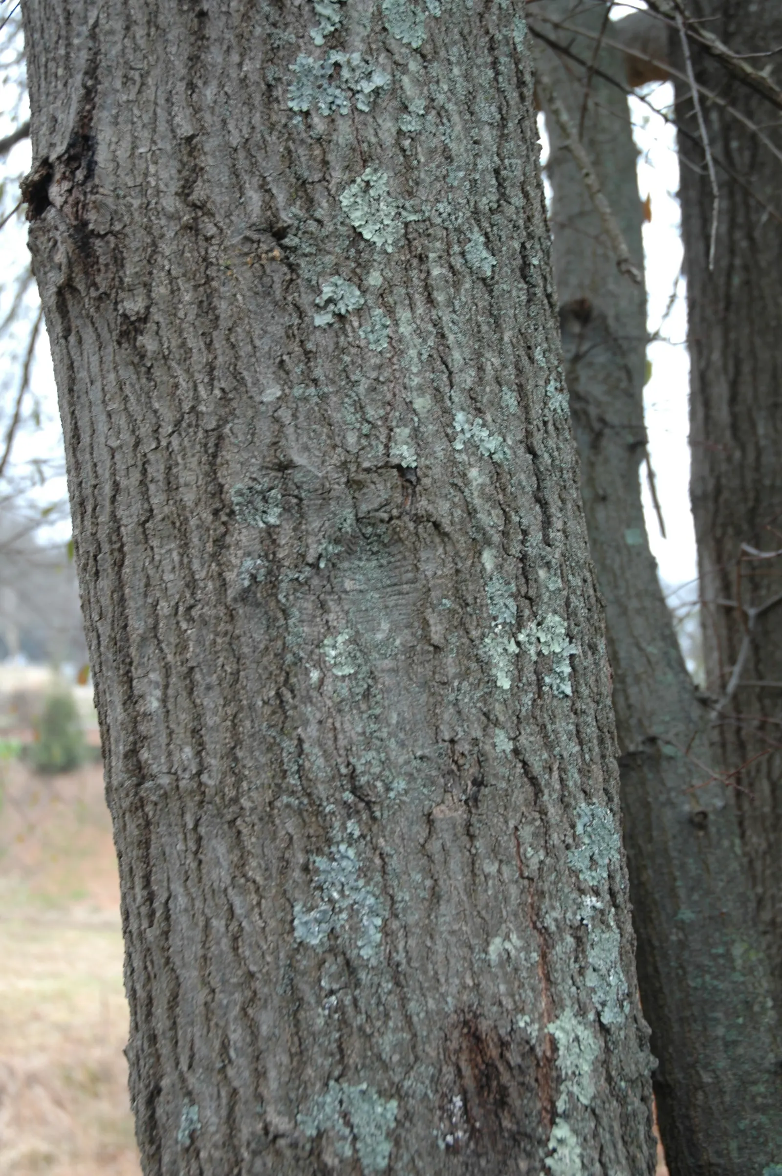 Laurel Oak (Quercus Hemisphaerica) — spreading canopy with robust