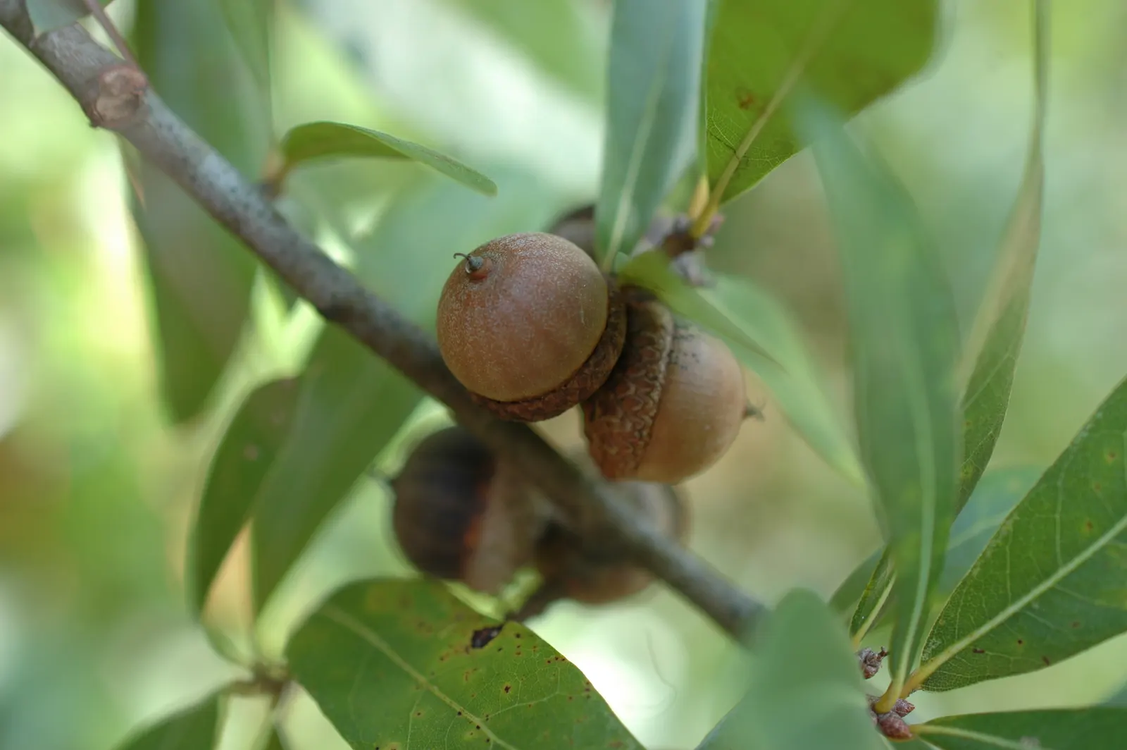 Laurel Oak (Quercus Hemisphaerica) — evergreen tree known for its broad canopy and strong; with a considerable spread of 60 to 100 feet when fully mature