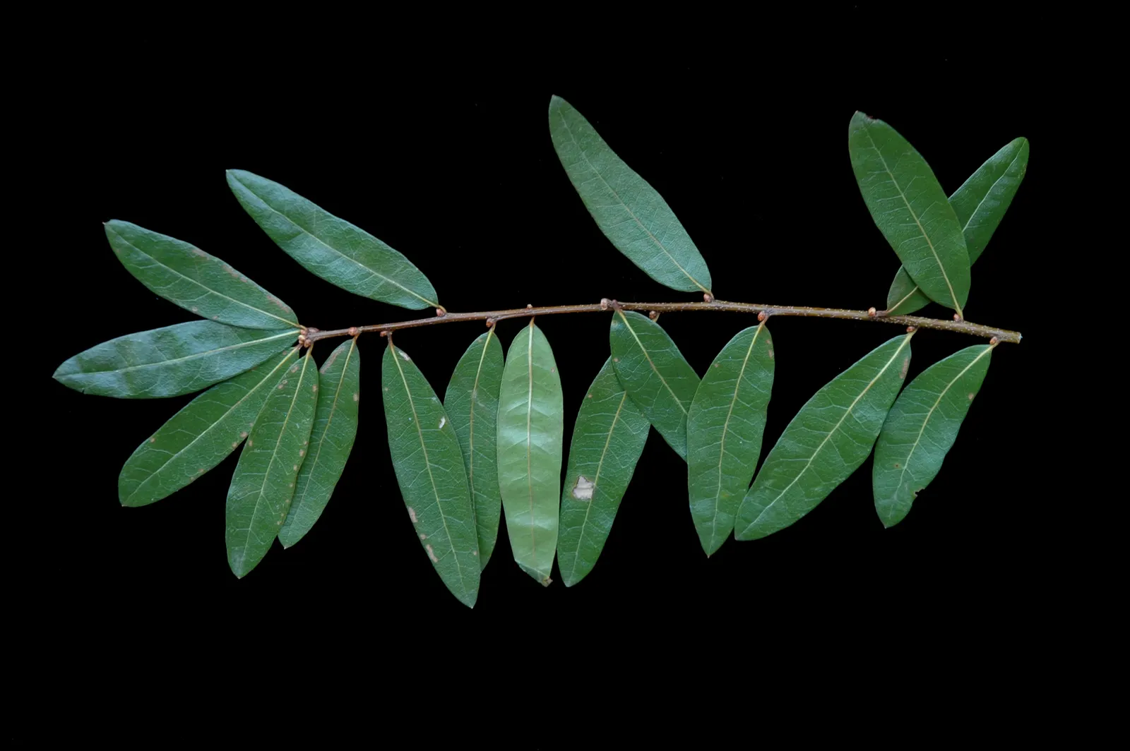 Laurel Oak (Quercus Hemisphaerica) — This iconic tree can reach a grand height of 40 to 80 feet
