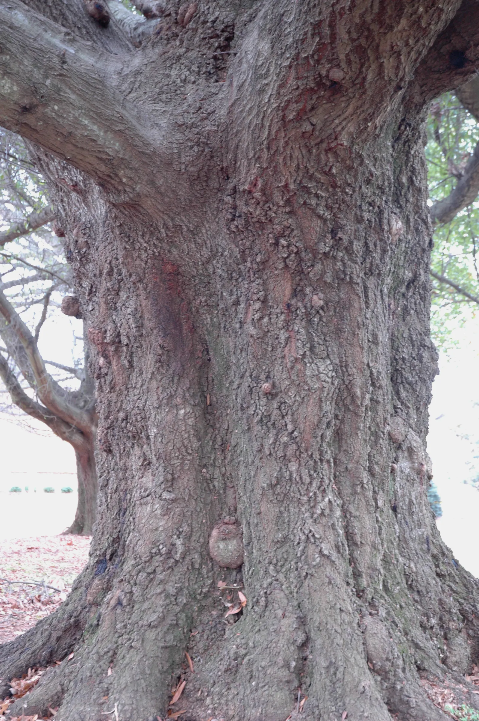 Laurel Oak (Quercus Hemisphaerica) — making it an iconic choice for grand; providing extensive shade with its dense foliage.<br><br>Its dark