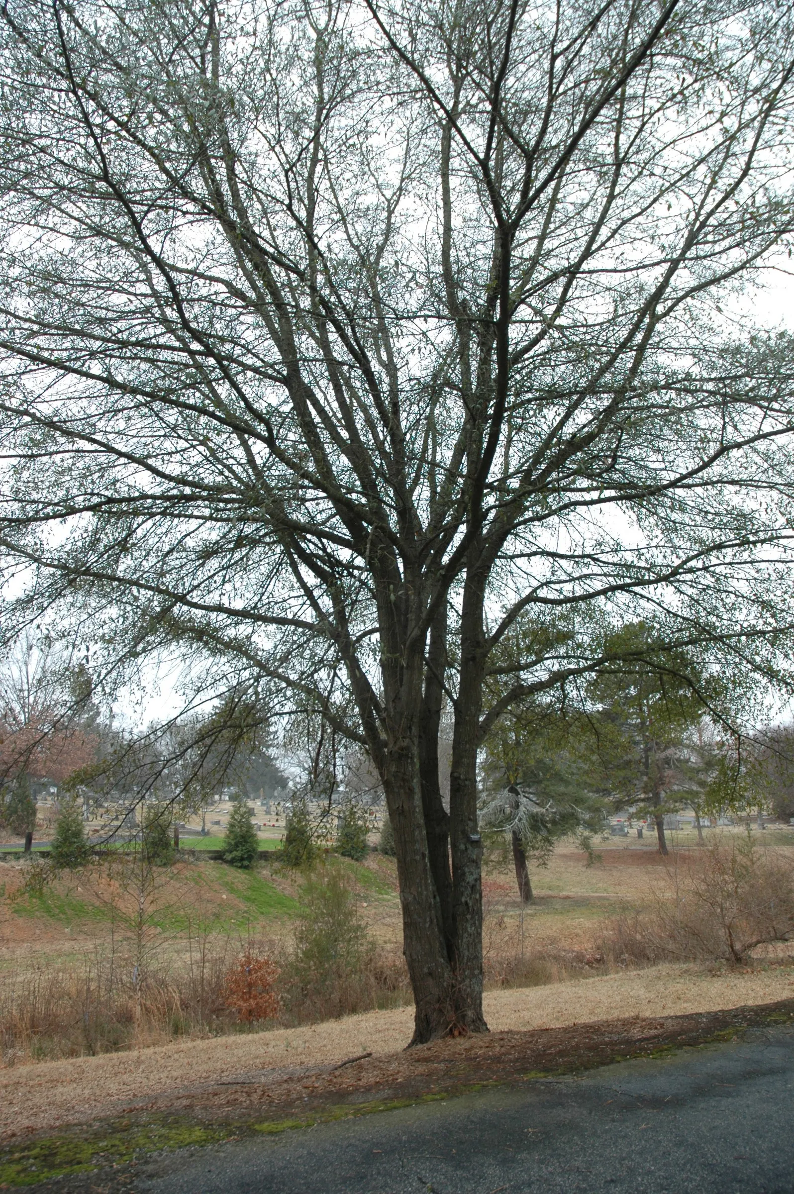 Laurel Oak (Quercus Hemisphaerica) — Its dense foliage of dark, leathery leaves provides year-round shade