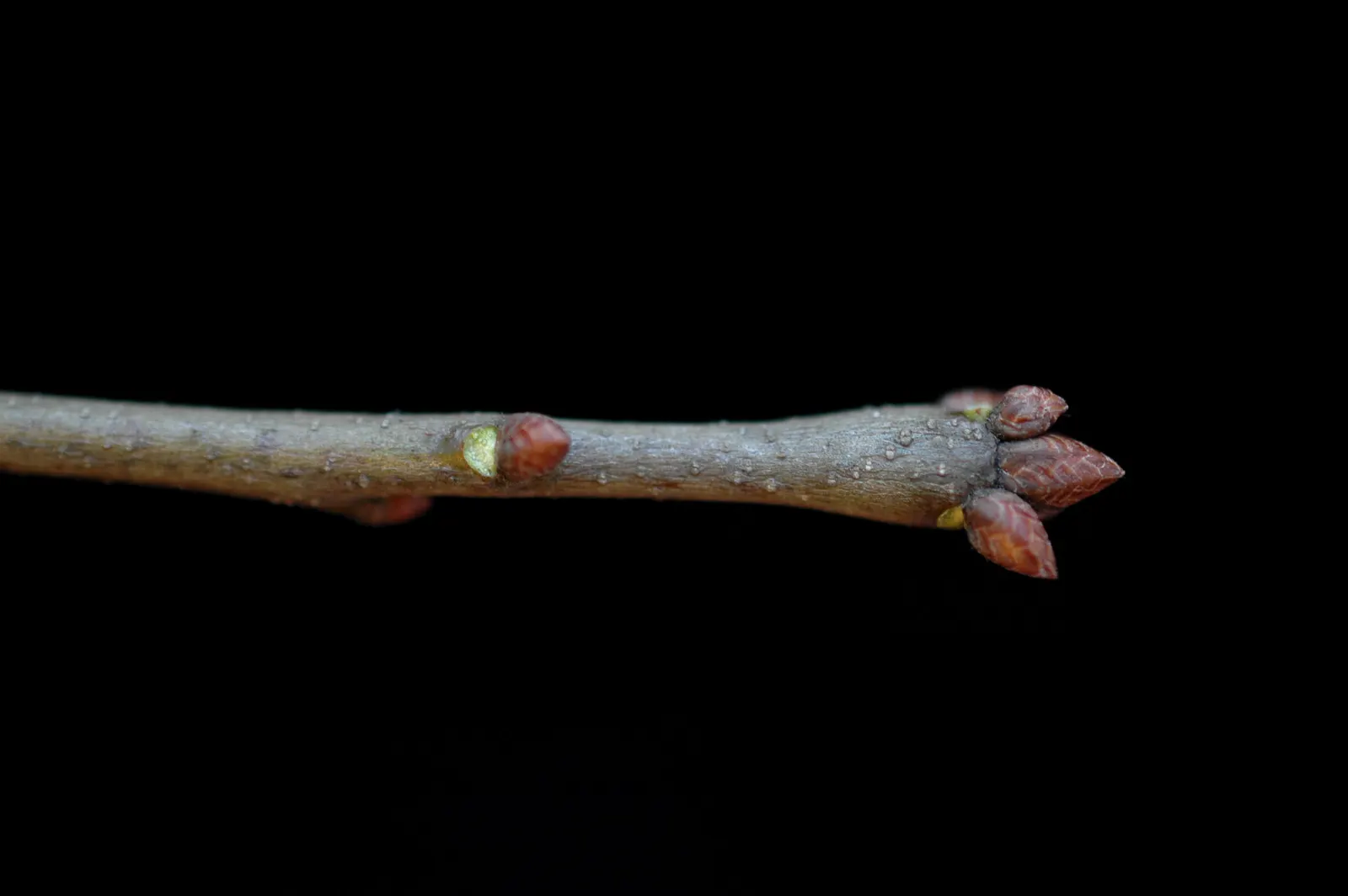 Laurel Oak (Quercus Hemisphaerica) — and its ability to withstand storms makes it a resilient element in the landscape