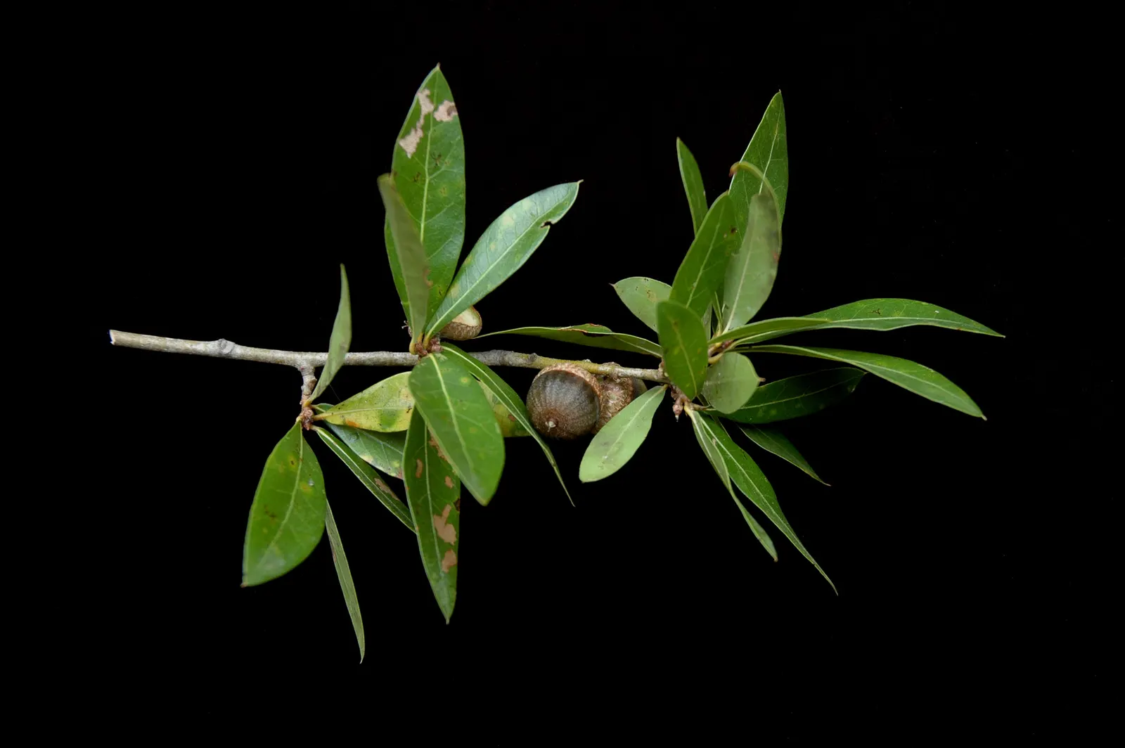 Laurel Oak (Quercus Hemisphaerica) — Southern Live Oaks boast a remarkable growth rate for a hardwood