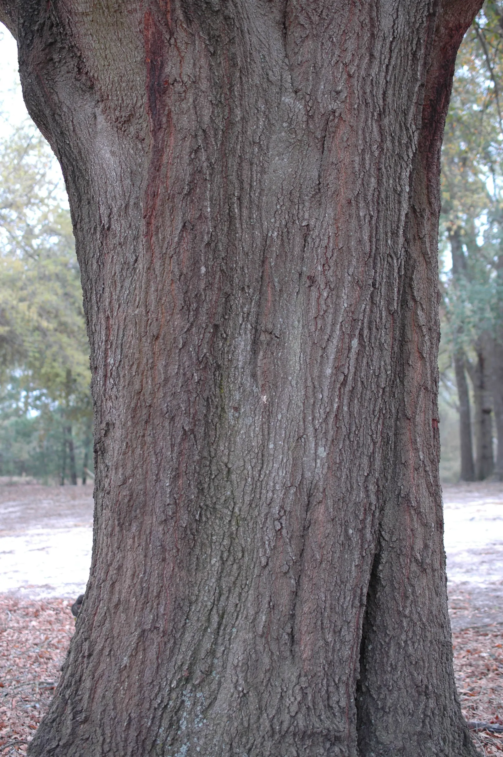 Laurel Oak (Quercus Hemisphaerica) — It reaches up to 60-80 feet tall with a spread of 60-100 feet; quercus virginiana is adaptable to various soil types