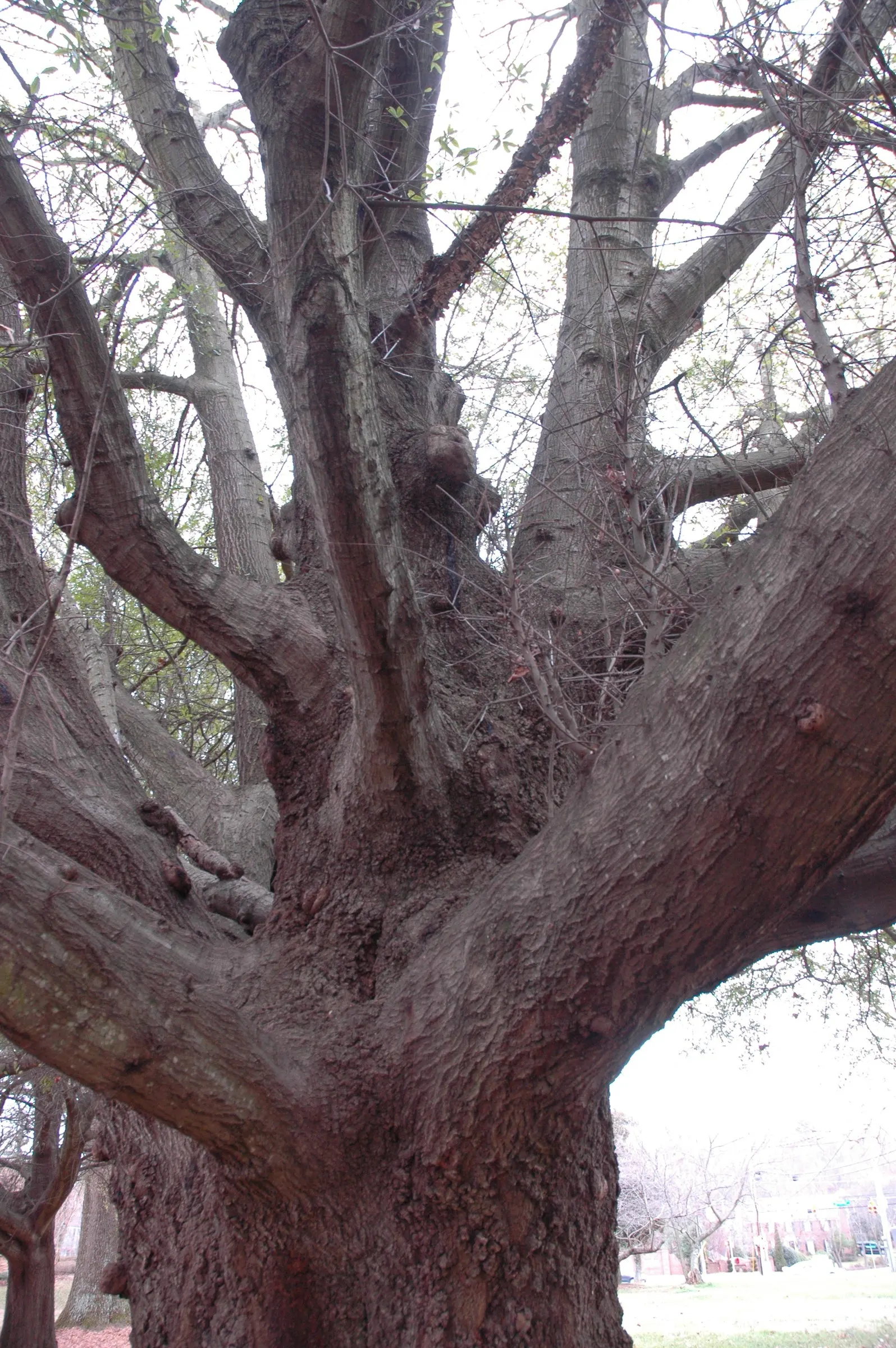 Laurel Oak (Quercus Hemisphaerica) — It reaches up to 60-80 feet tall with a spread of 60-100 feet