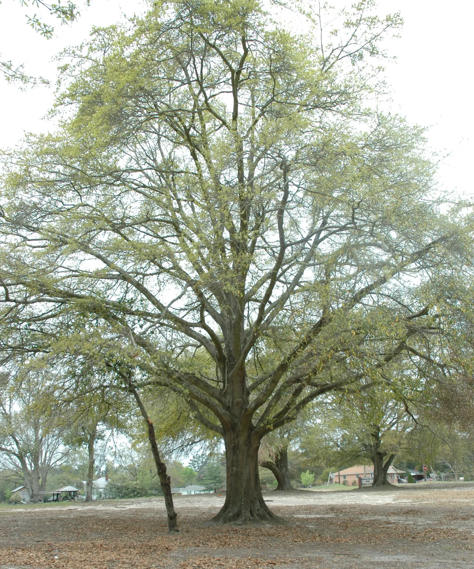 Laurel Oak (Quercus Hemisphaerica) — tree for full