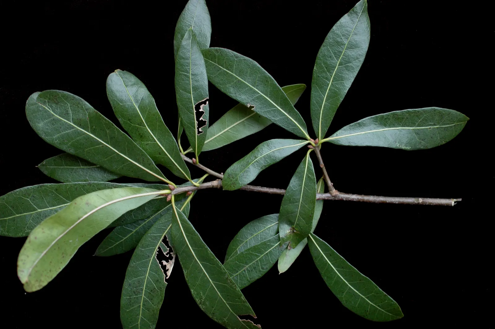 Laurel Oak (Quercus Hemisphaerica) — The Southern Live Oak (Quercus hemisphaerica) is a majestic; its dense foliage of dark, leathery leaves provides