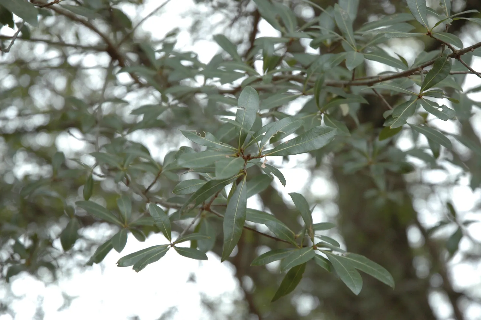 Laurel Oak (Quercus Hemisphaerica) — the Southern Live Oak is a wise choice for coastal areas