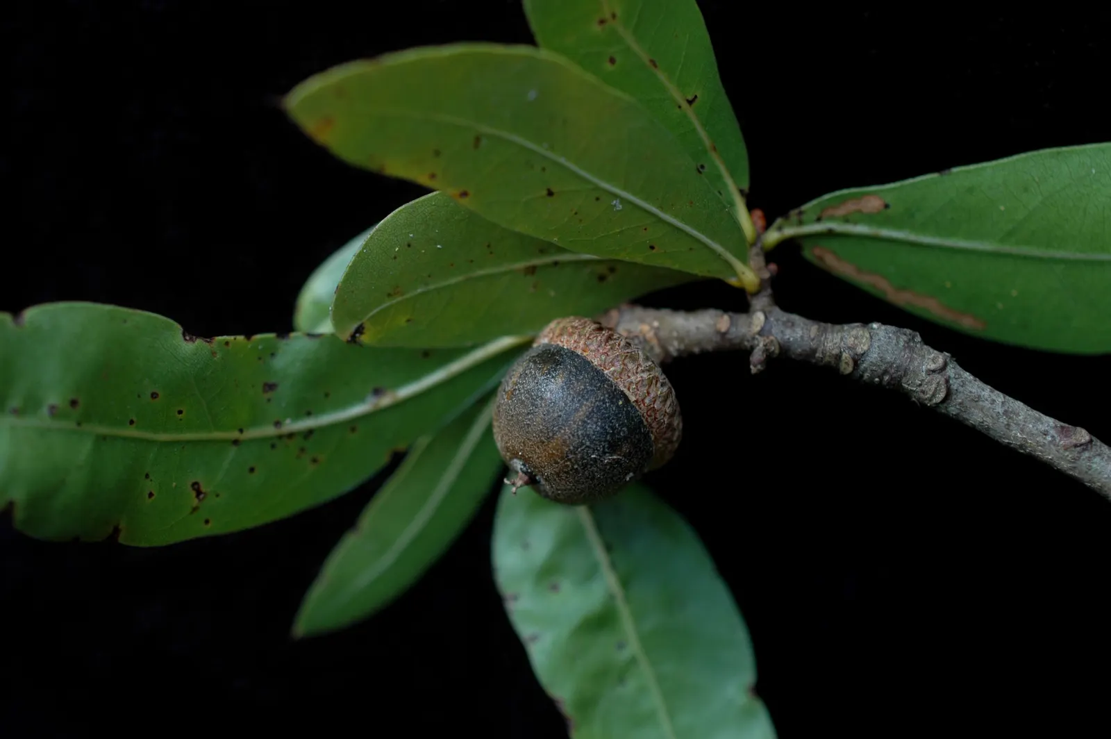 Laurel Oak (Quercus Hemisphaerica) — attracting a range of birds and mammals