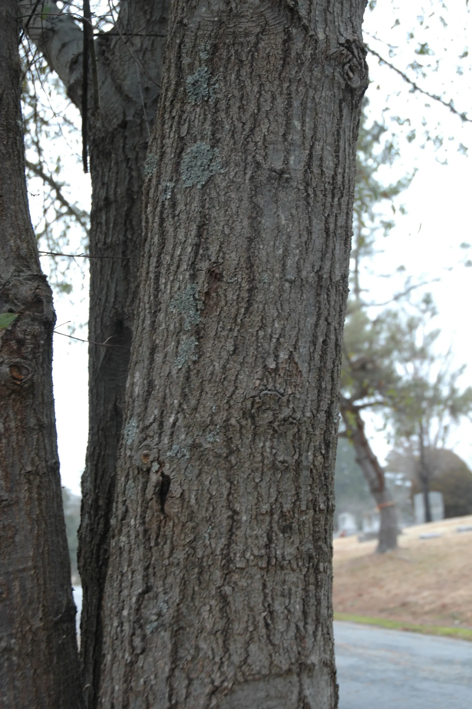Laurel Oak (Quercus Hemisphaerica) — is a majestic and resilient evergreen tree; thus promoting local biodiversity