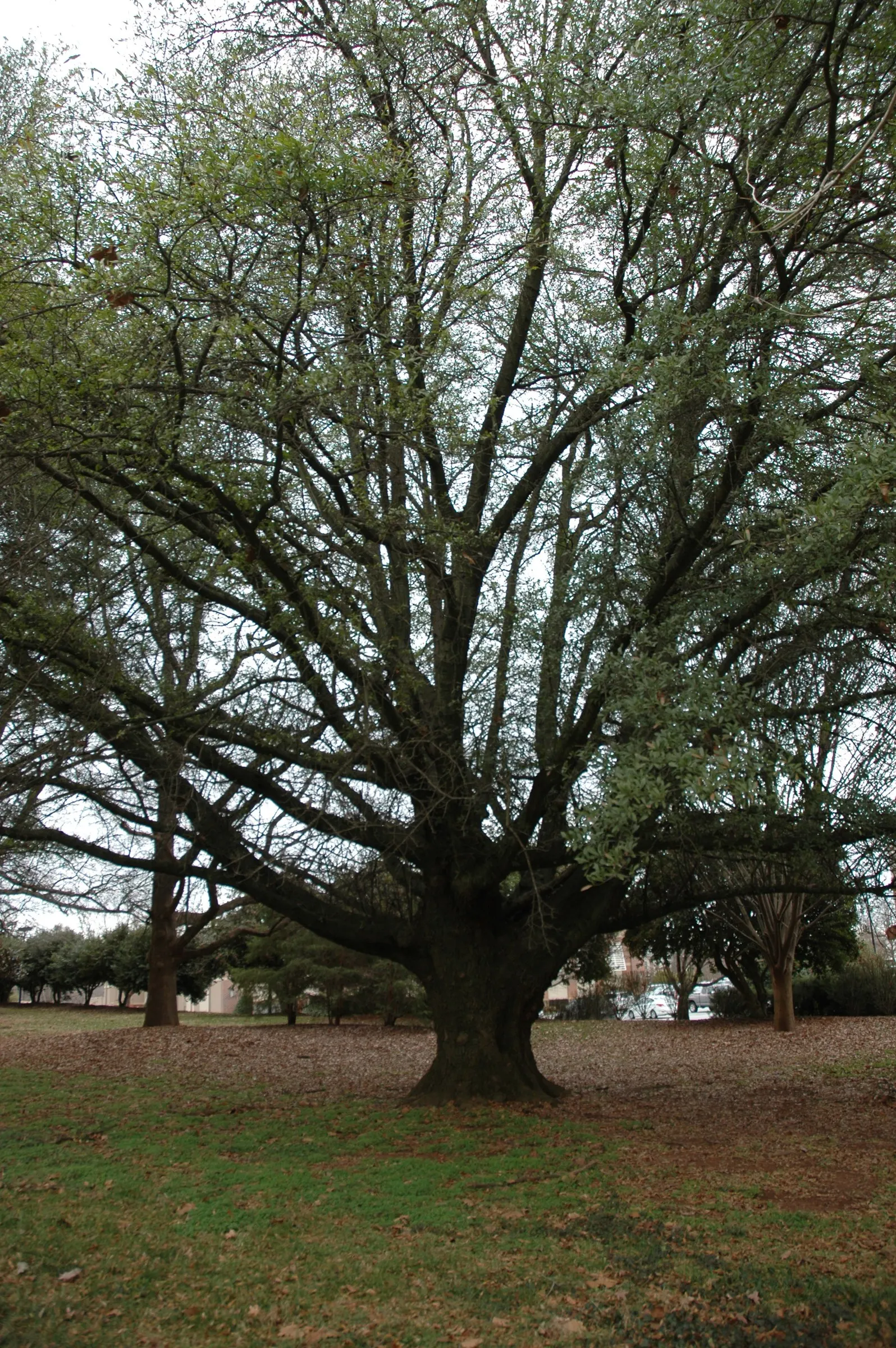 Laurel Oak (Quercus Hemisphaerica) — furrowed bark that adds to its impressive visage