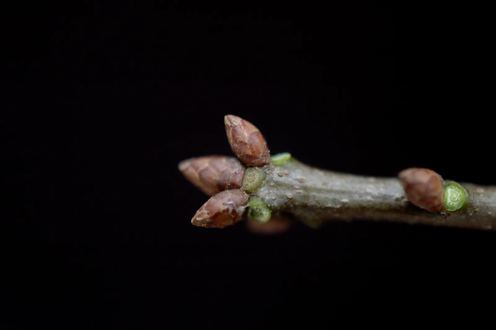 Laurel Oak (Quercus Hemisphaerica) — with a considerable spread of 60 to 100 feet when fully mature