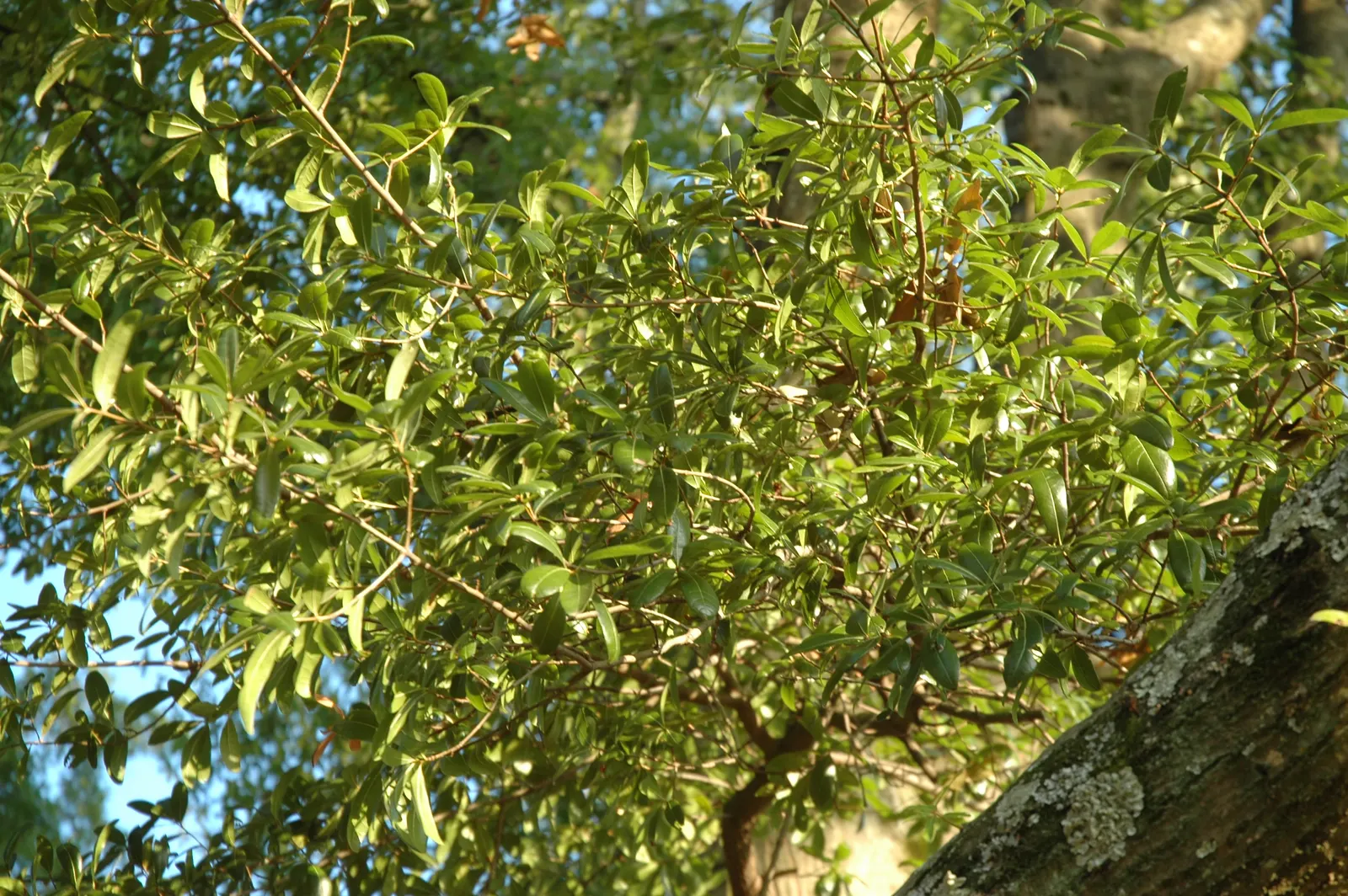 Laurel Oak (Quercus Hemisphaerica) — Quercus virginiana is adaptable to various soil types