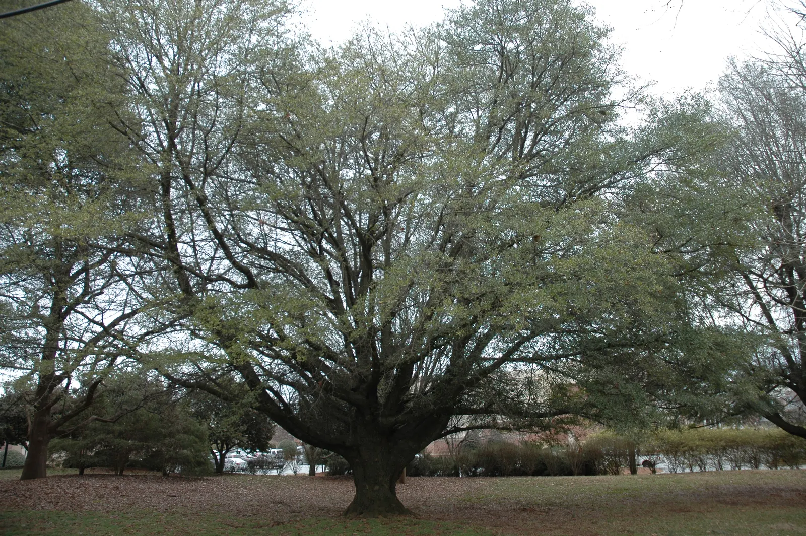 Laurel Oak (Quercus Hemisphaerica) — Its root system is extensive