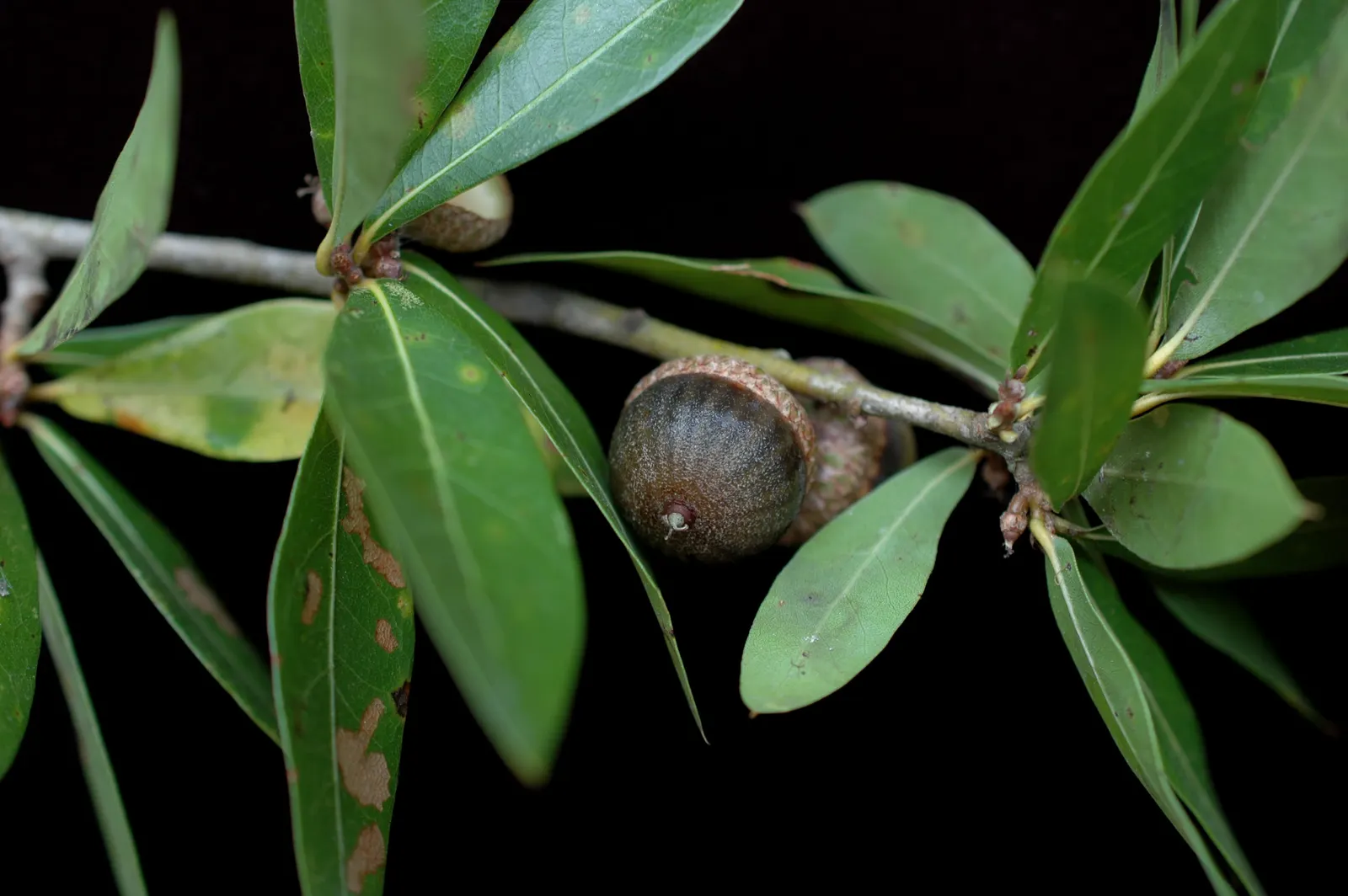 Laurel Oak (Quercus Hemisphaerica) — providing extensive shade with its dense foliage.<br><br>Its dark