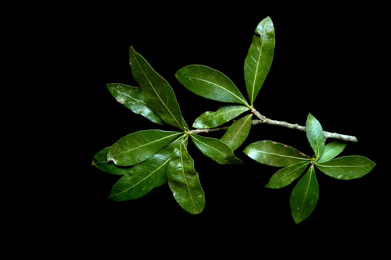Laurel Oak (Quercus Hemisphaerica) — making it an iconic choice for grand