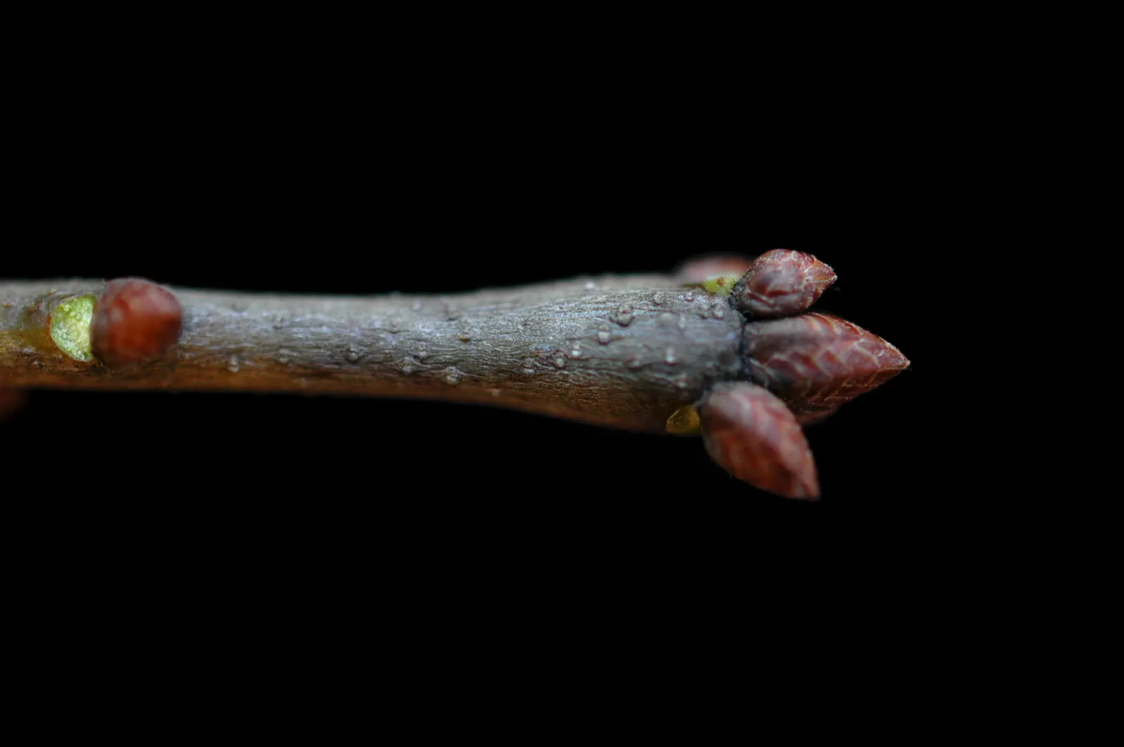 Laurel Oak (Quercus Hemisphaerica) — *Quercus virginiana* (sometimes mistakenly referred to as *Quercus hemisphaerica*)
