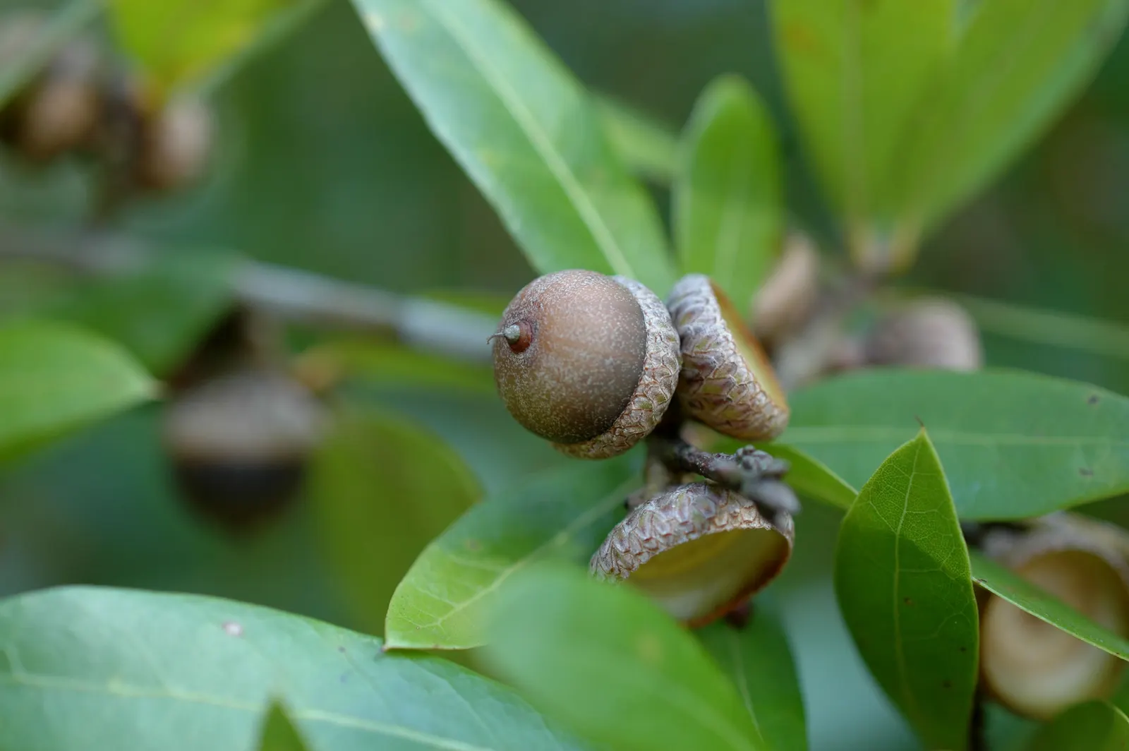 Laurel Oak (Quercus Hemisphaerica) — evergreen tree known for its broad canopy and strong