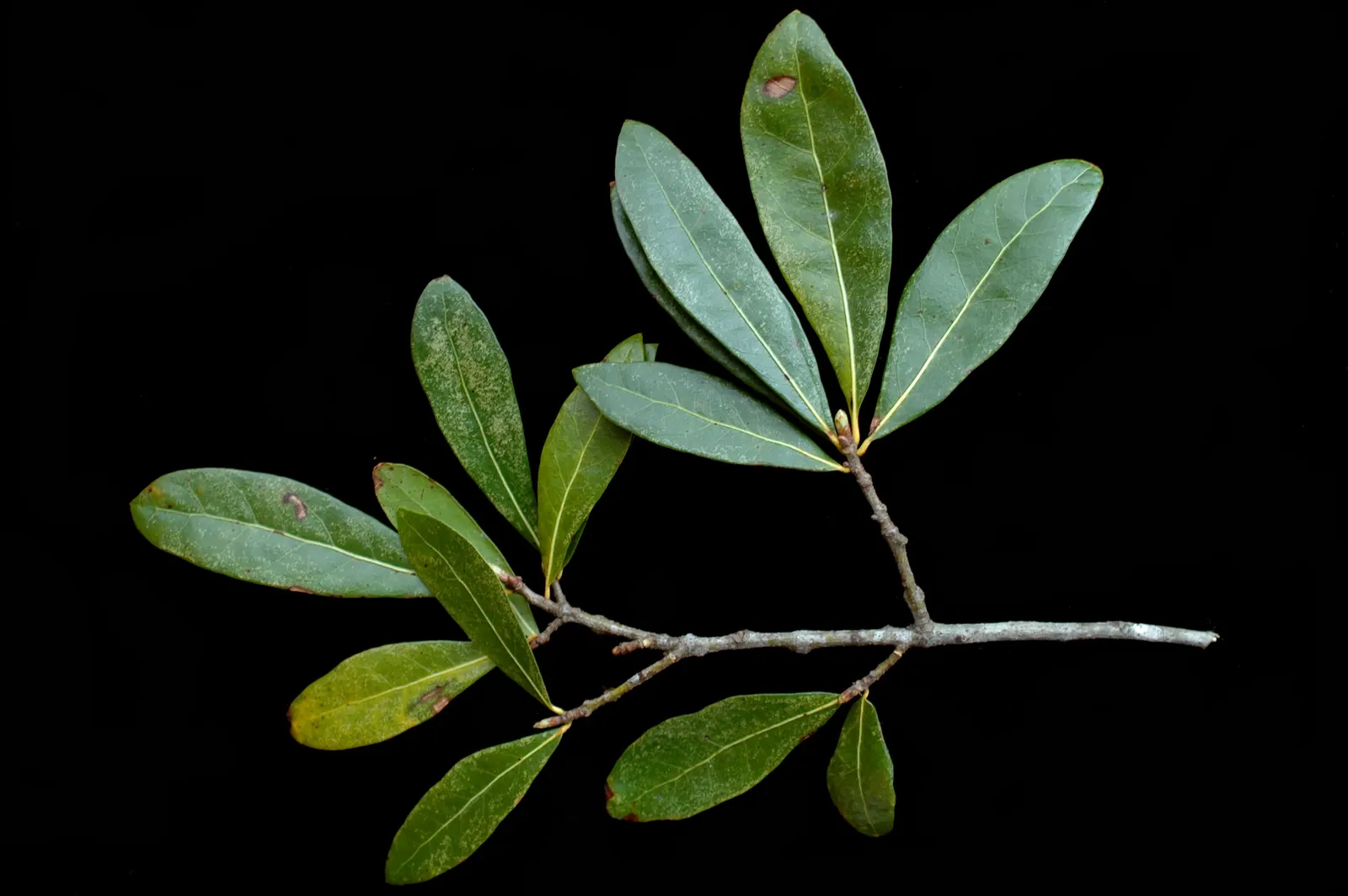 Laurel Oak (Quercus Hemisphaerica) — thus promoting local biodiversity