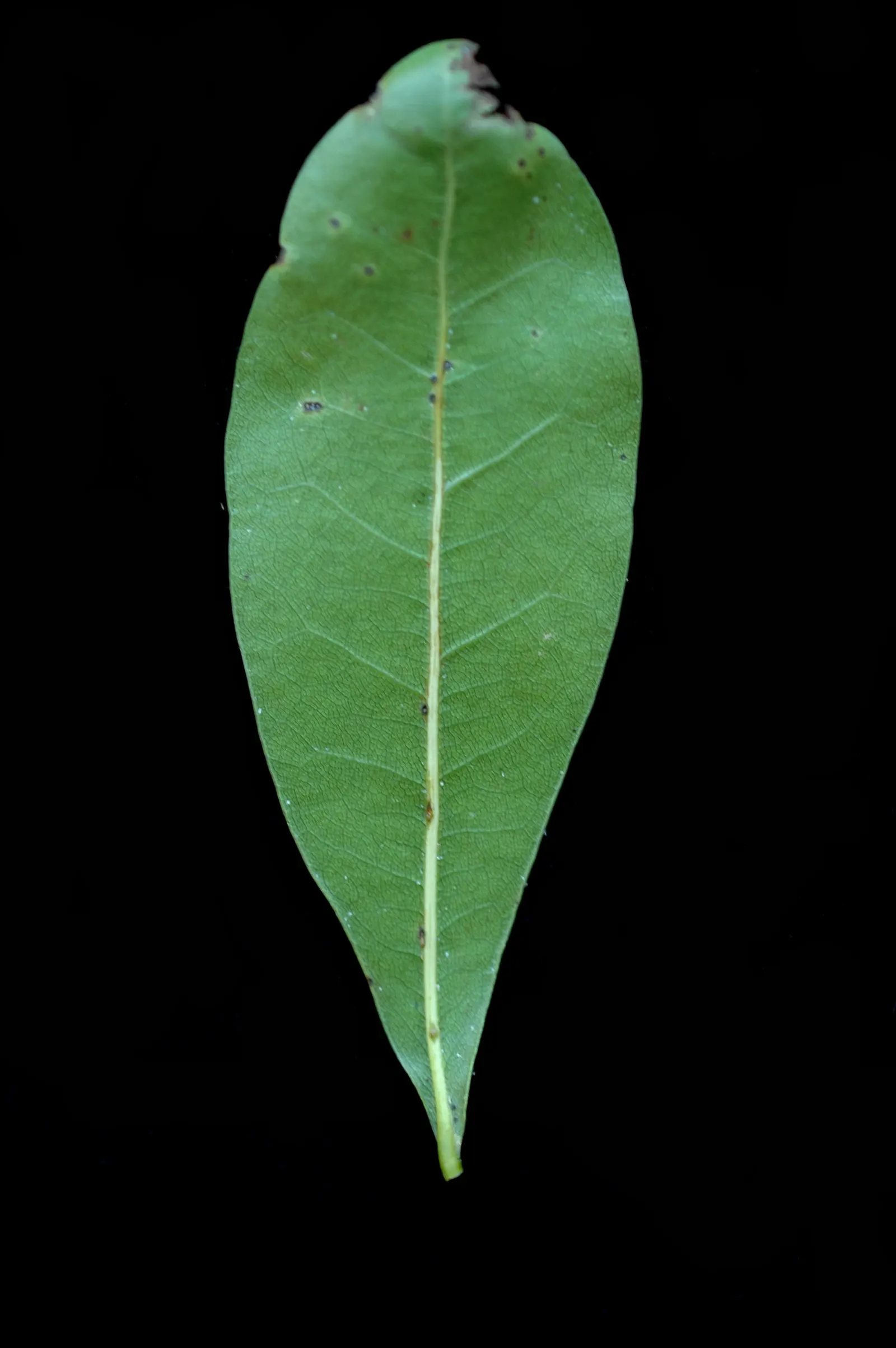 Laurel Oak (Quercus Hemisphaerica) — often growing 12 to 24 inches per annum