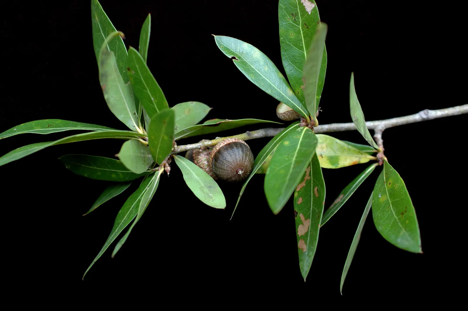 Laurel Oak (Quercus Hemisphaerica) — Its dense foliage of dark, leathery leaves provides year-round shade; attracting a range of birds and mammals