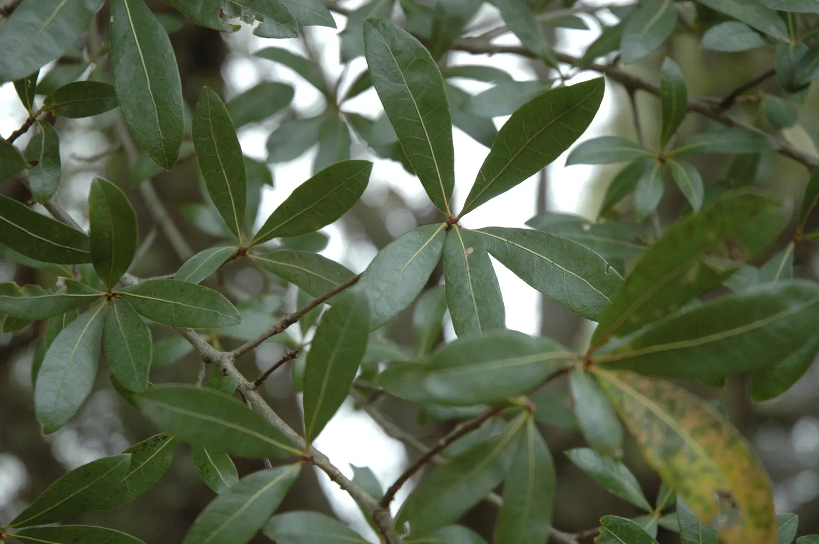 Laurel Oak (Quercus Hemisphaerica) — maintain their deep green hue throughout the year