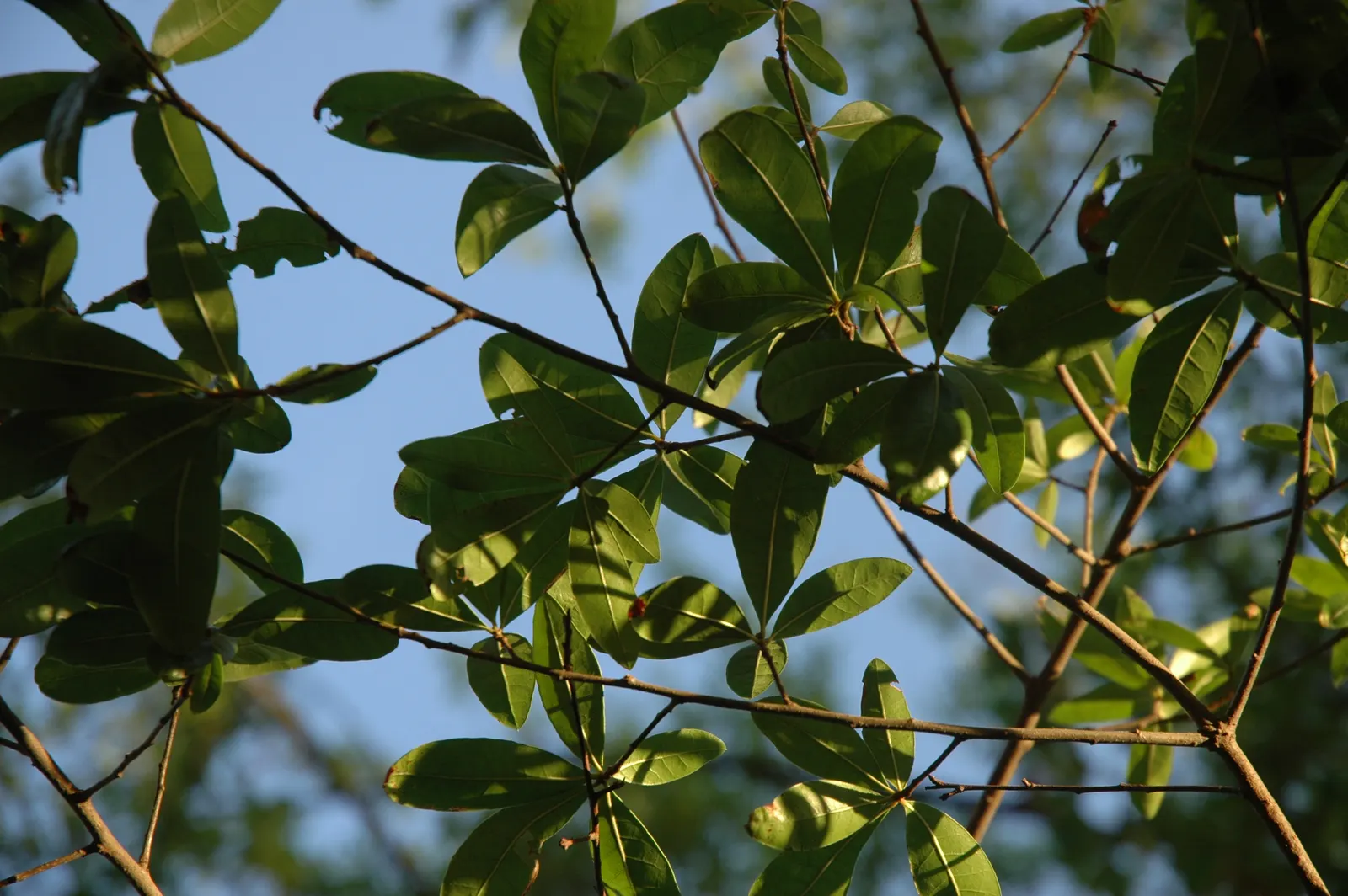 Laurel Oak (Quercus Hemisphaerica) — it thrives in USDA zones 7b-10b and tolerates various soil types, image 32