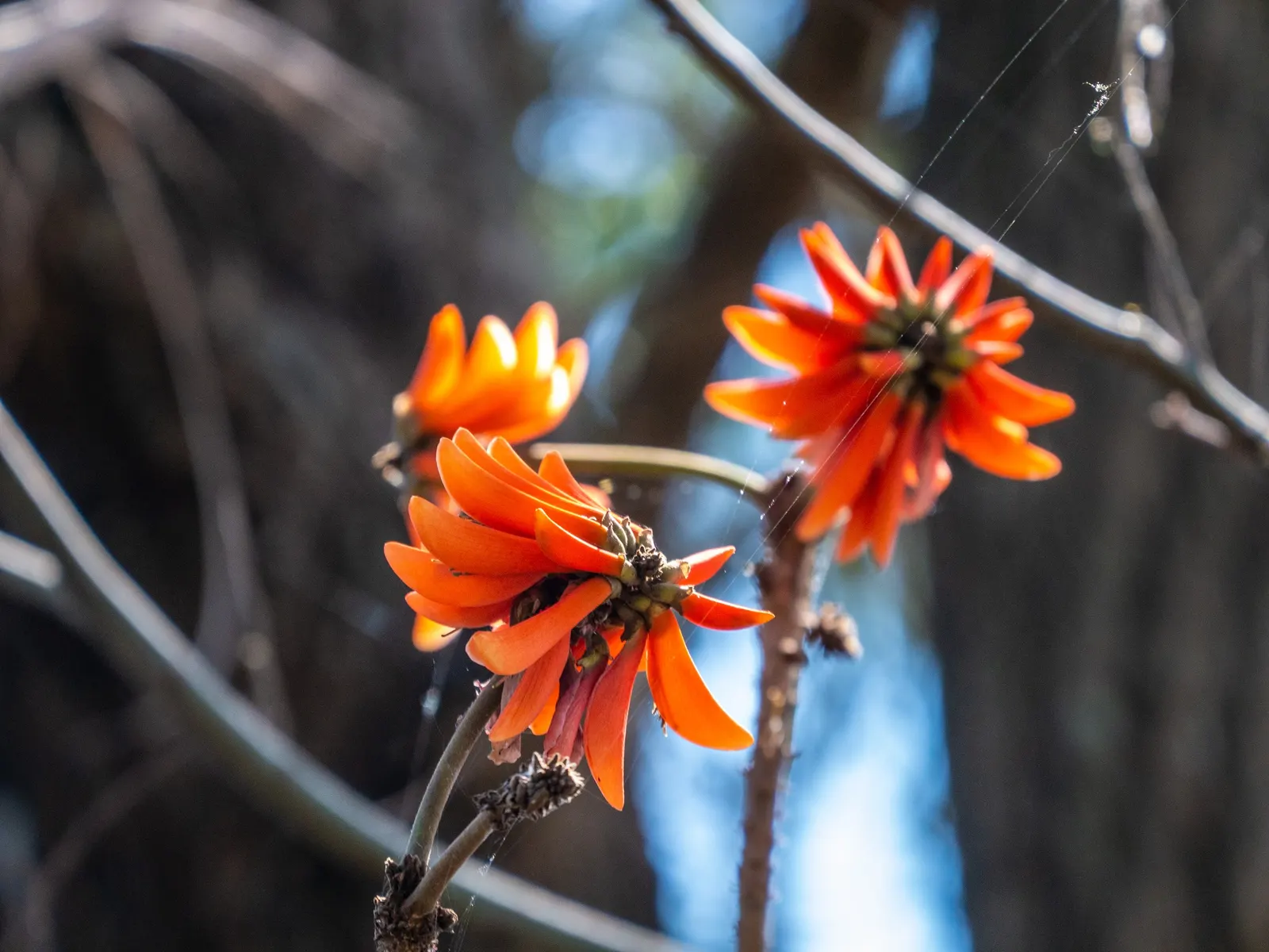 Australian Coral Tree (Erythrina X Sykesii) — it shows a fair degree of drought tolerance
