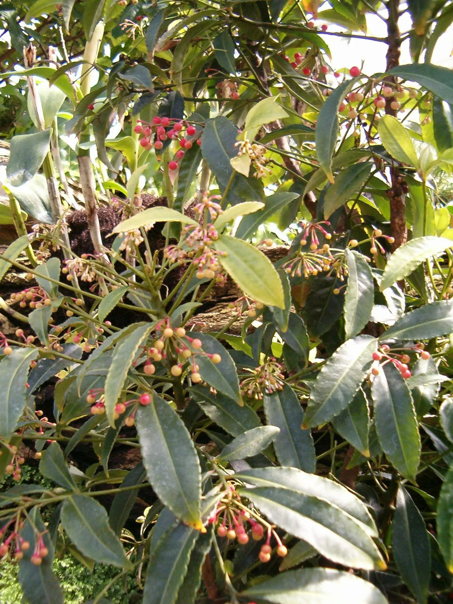 Australian Coral Tree (Erythrina X Sykesii) — this tree serves well as a specimen or shade tree in open areas or large backyards