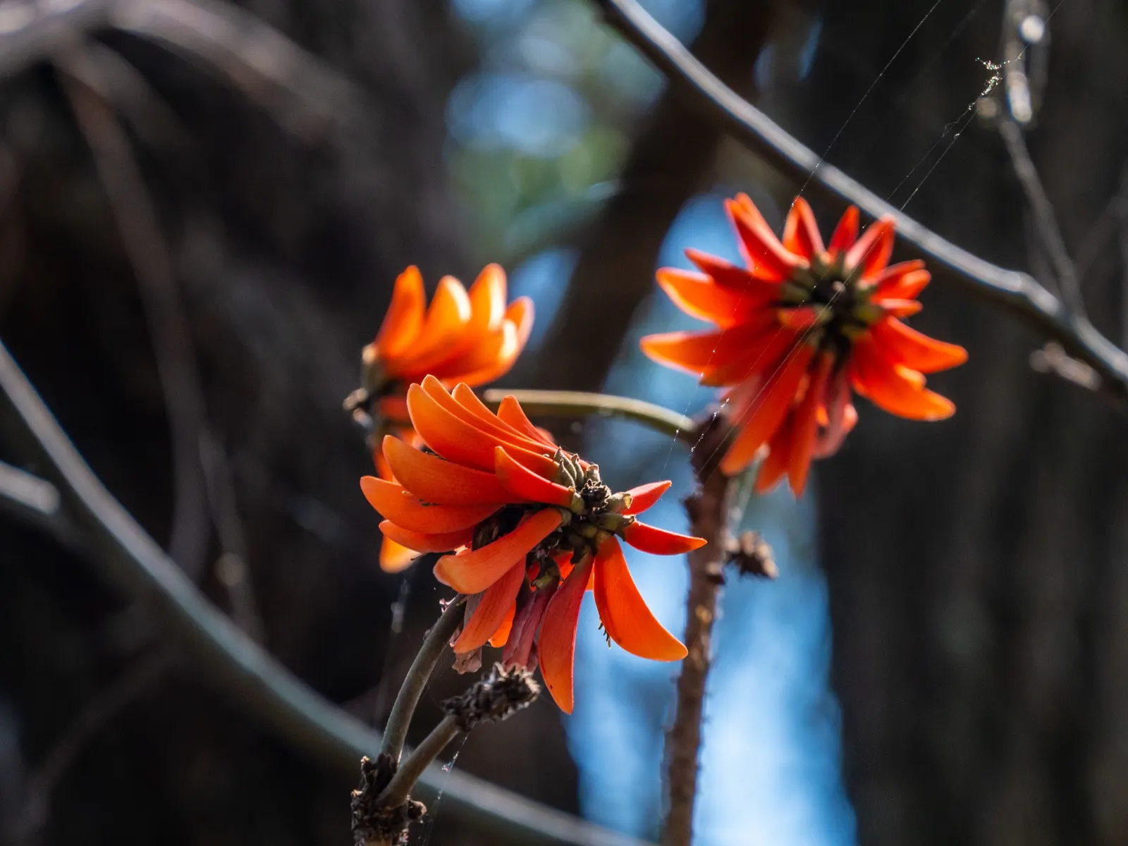 Australian Coral Tree (Erythrina X Sykesii) — this tree serves well as a specimen or shade tree in open areas or large backyards; is an ornamental deciduous