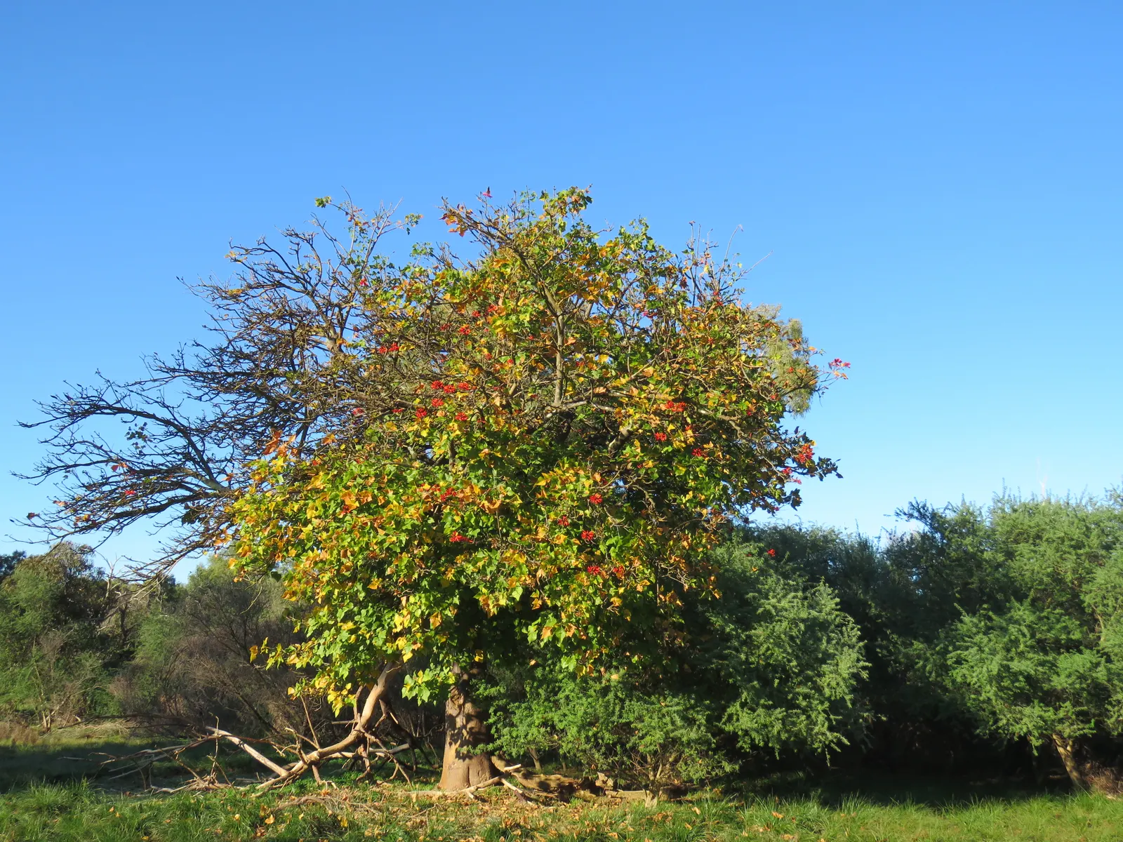 Australian Coral Tree (Erythrina X Sykesii) — Its striking flowers attract birds and bees, making it an excellent focal point in large landscape, image 27