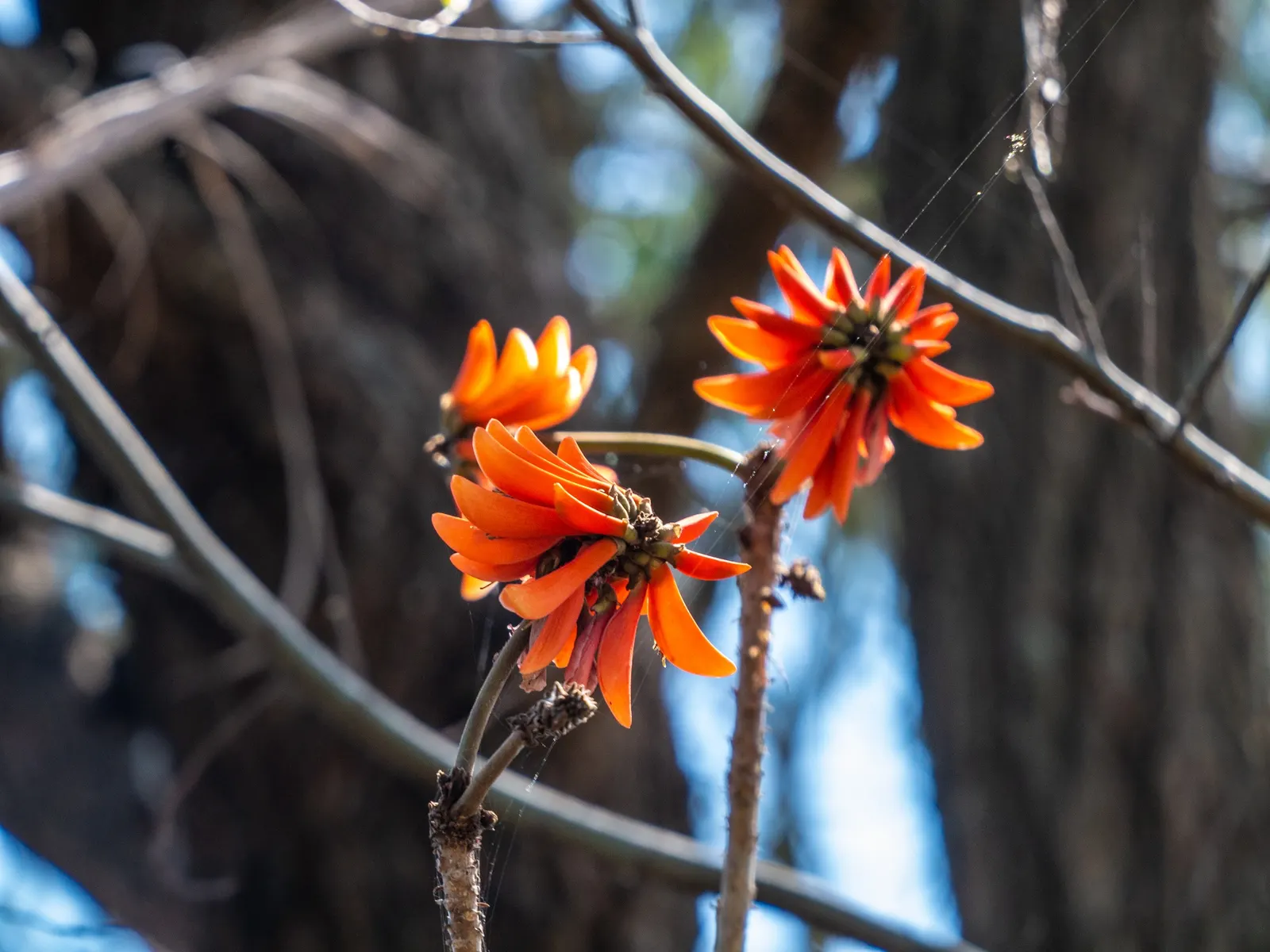 Australian Coral Tree (Erythrina X Sykesii) — Its striking flowers attract birds and bees, making it an excellent focal point in large landscape designs